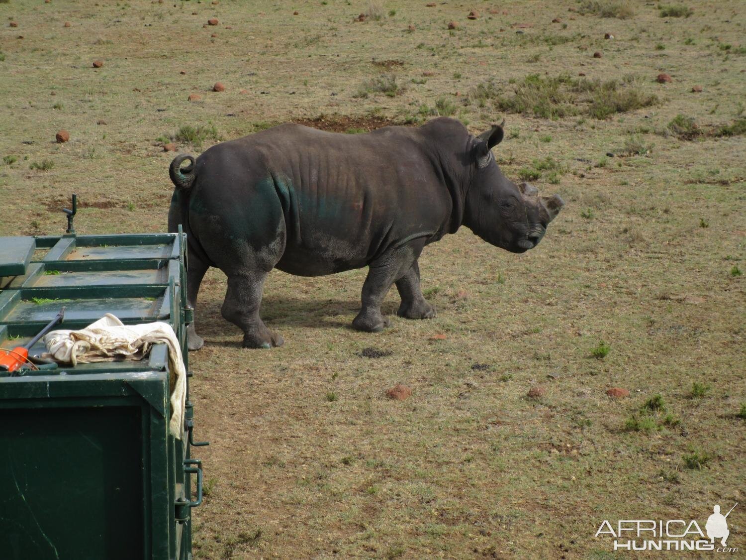 Rhino Conservation South Africa