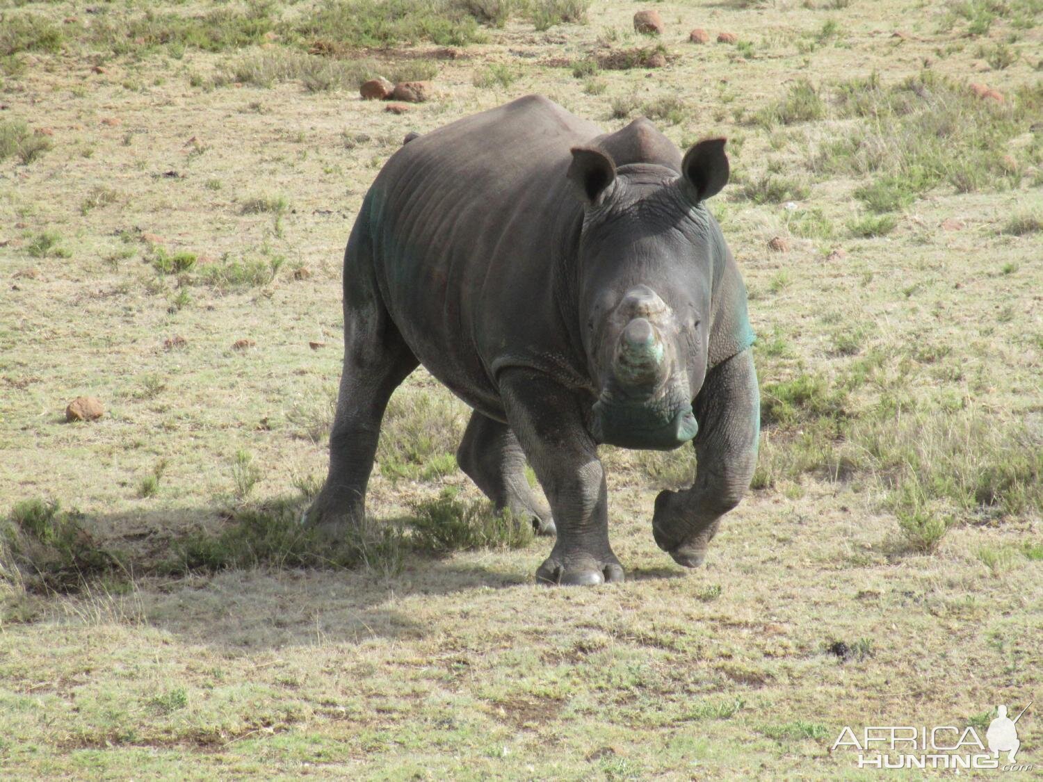 Rhino Conservation South Africa