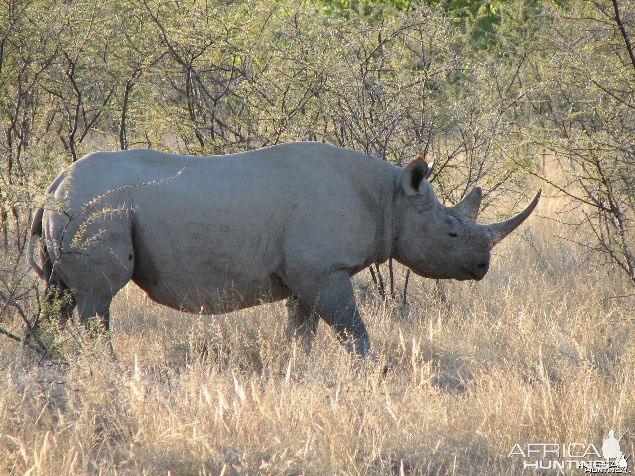 rhino-etosha