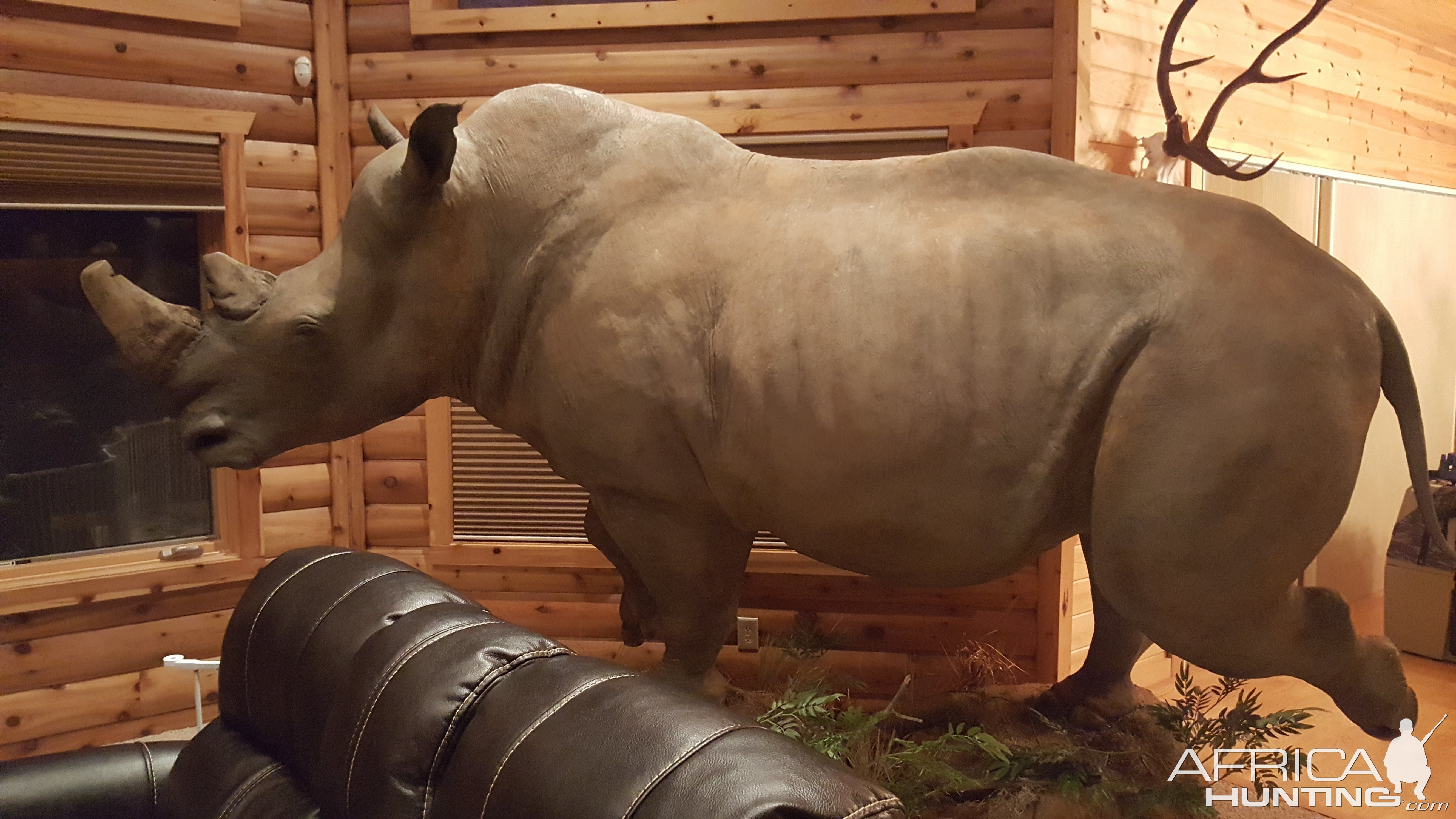 Rhino Full Mount Taxidermy