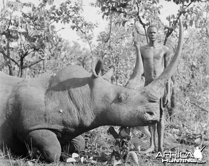 Rhino hunted in Congo