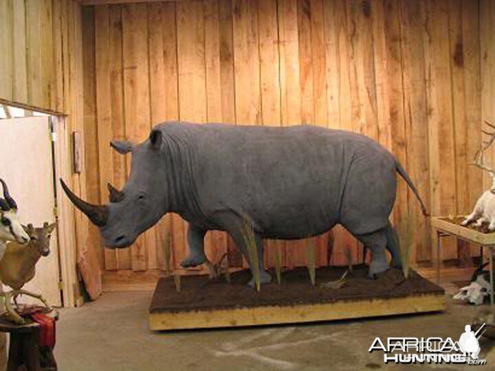 Rhino mounted by Black Creek Taxidermy