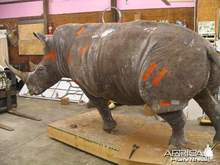 Rhino mounted by Black Creek Taxidermy