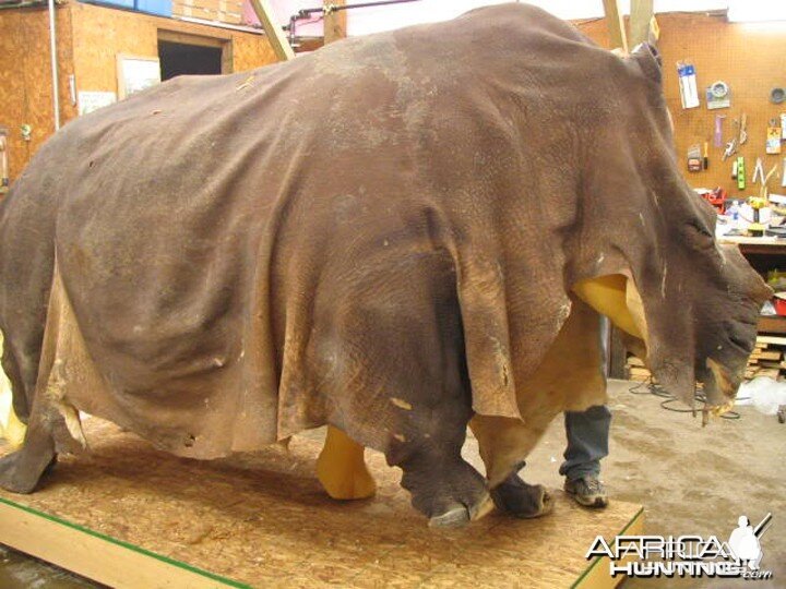 Rhino mounted by Black Creek Taxidermy