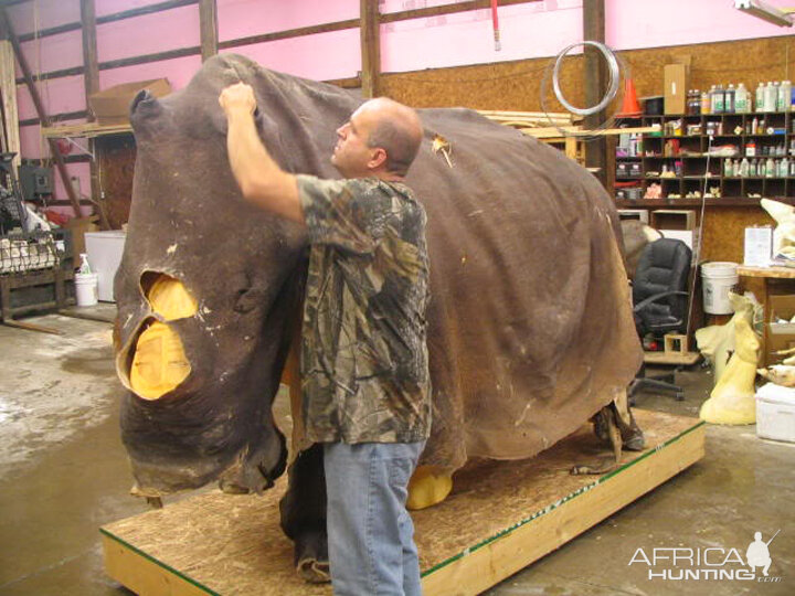 Rhino mounted by Black Creek Taxidermy