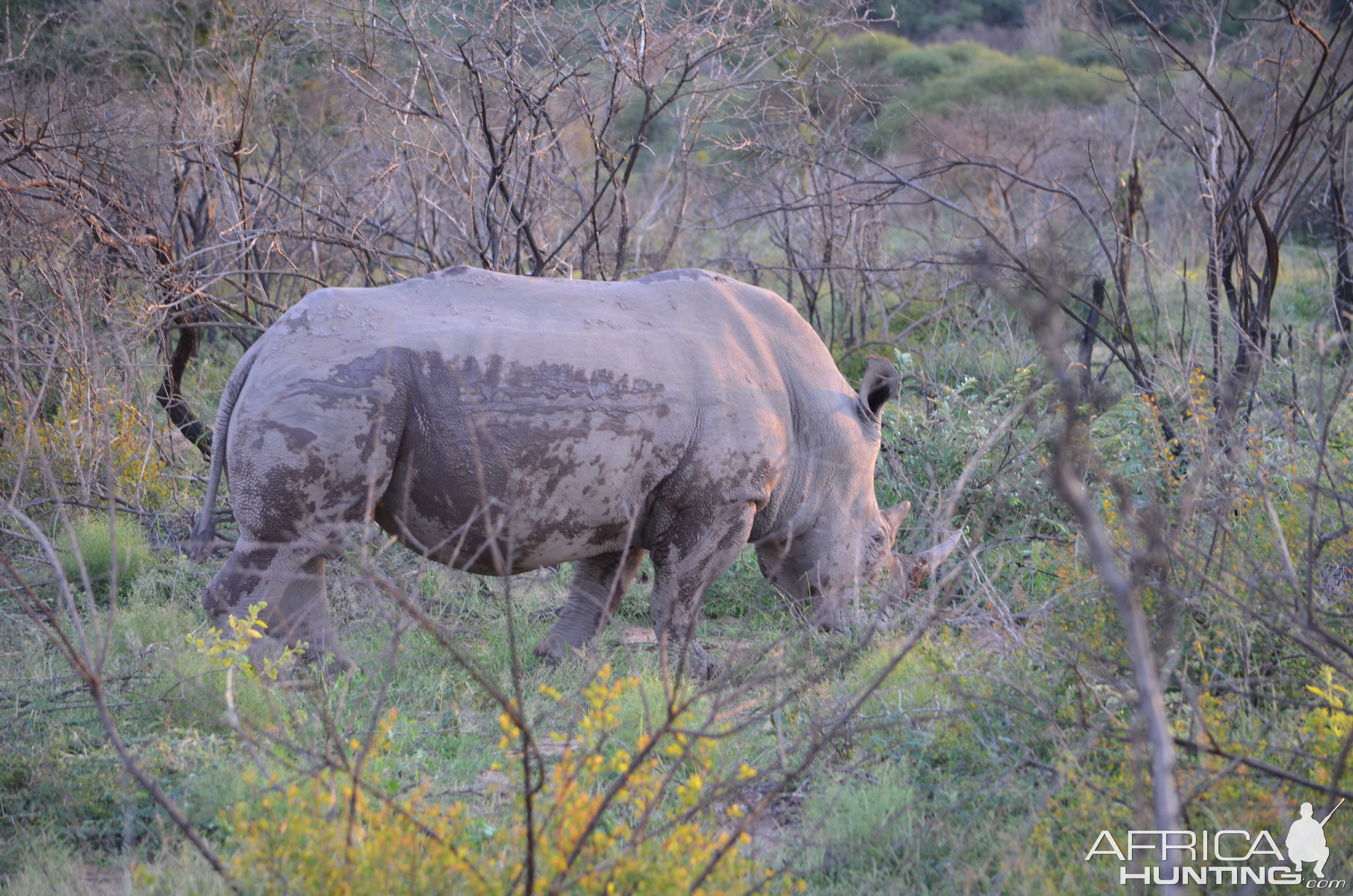 Rhino South Africa