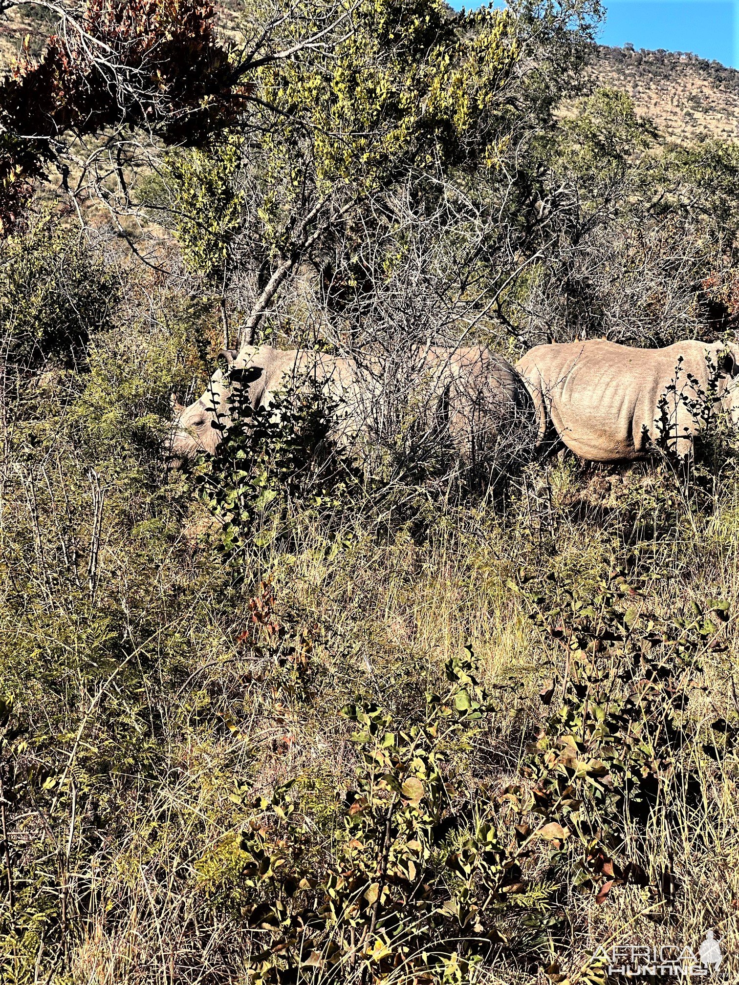 Rhino Thabazimbi Limpopo South Africa