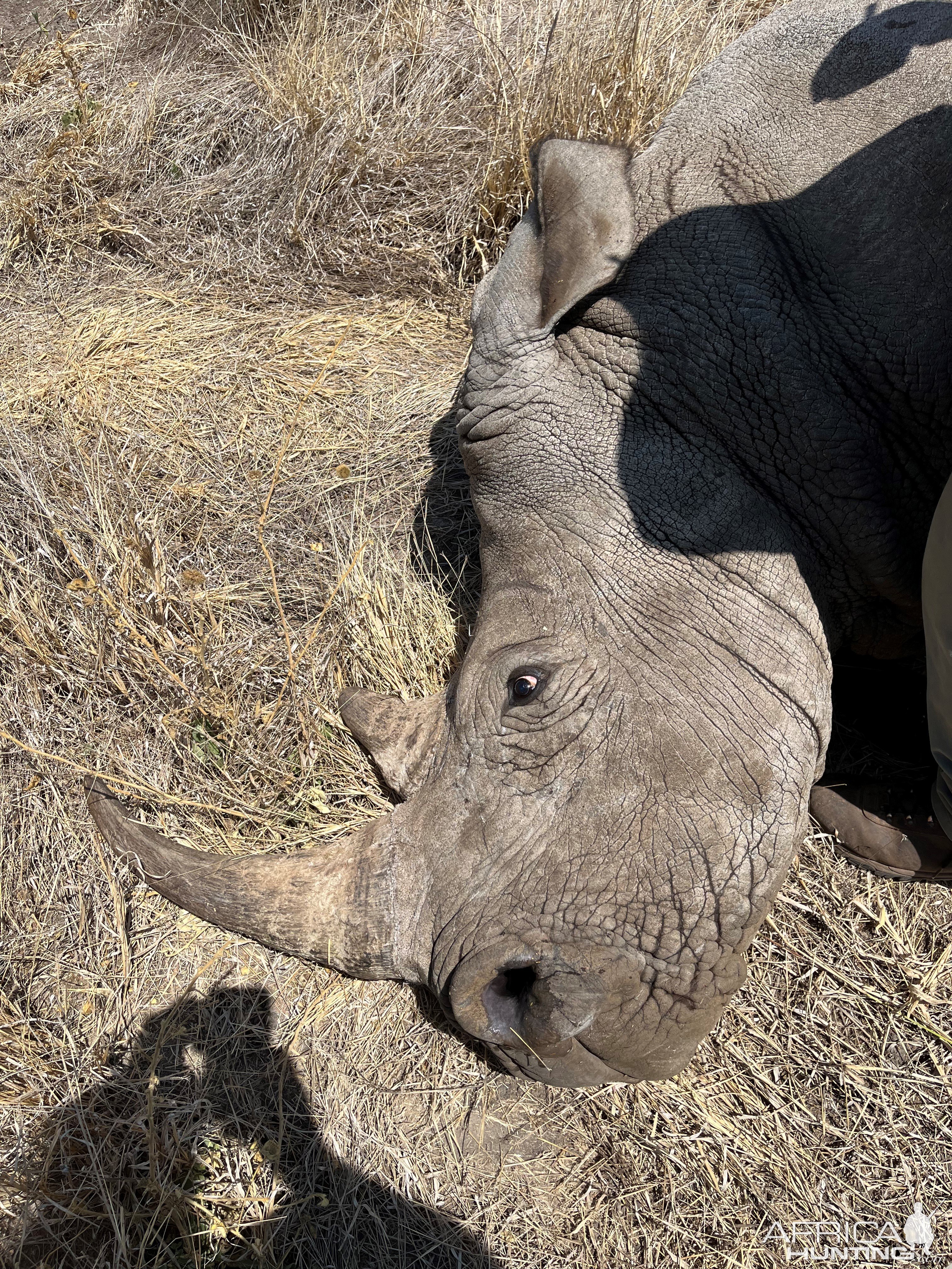 Rhino Vita Darting South Africa