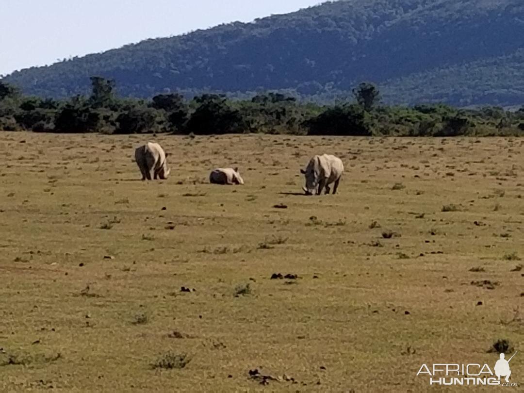 Rhino Wildlife Eastern Cape South Africa