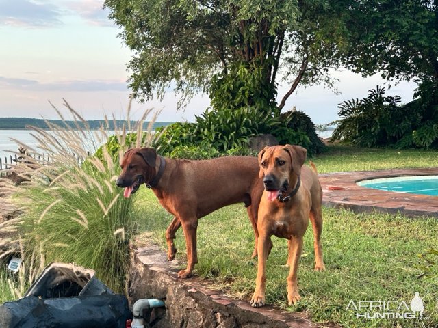 Rhodesian Ridgeback Dogs