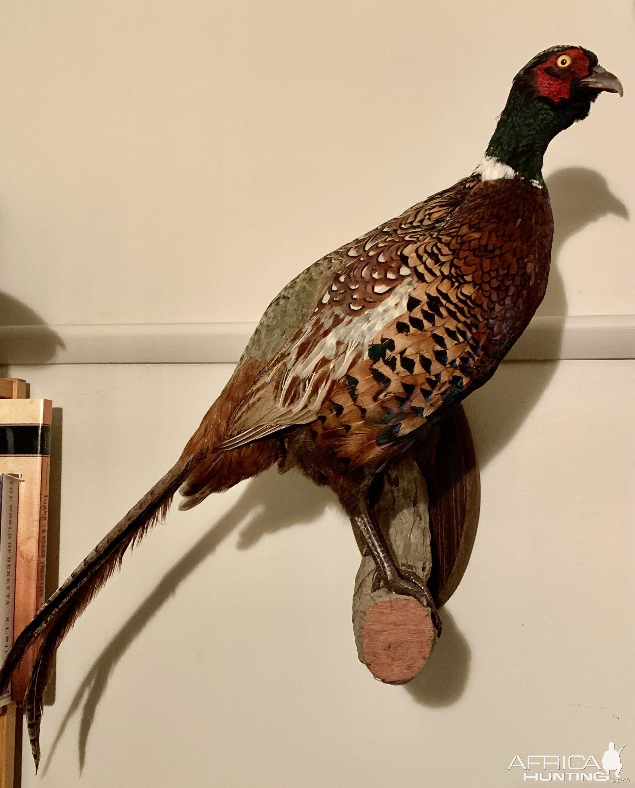 Ringneck Pheasant Cock Full Mount Taxidermy