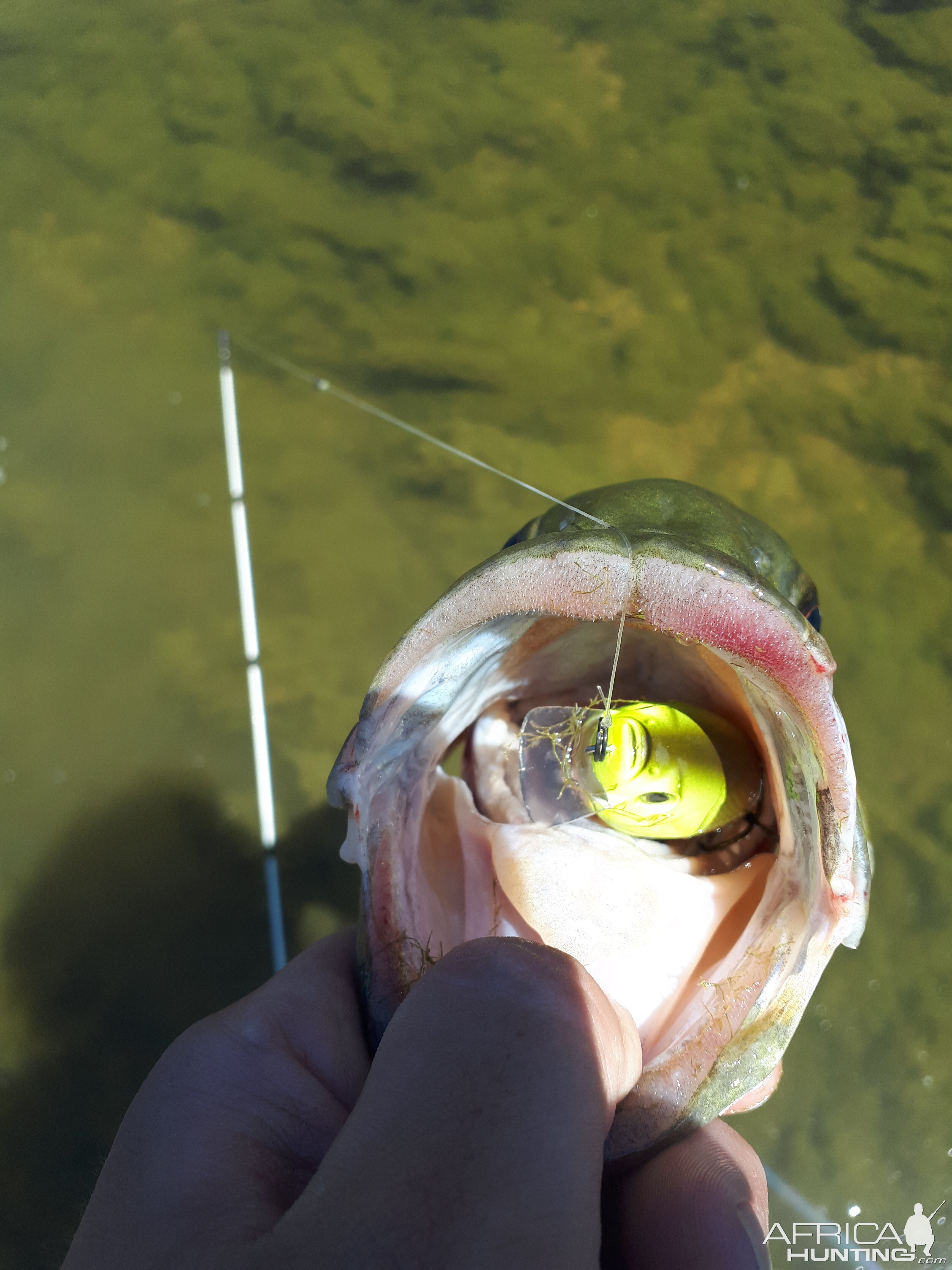 River Bass Fly Fishing SW Ontario Canada