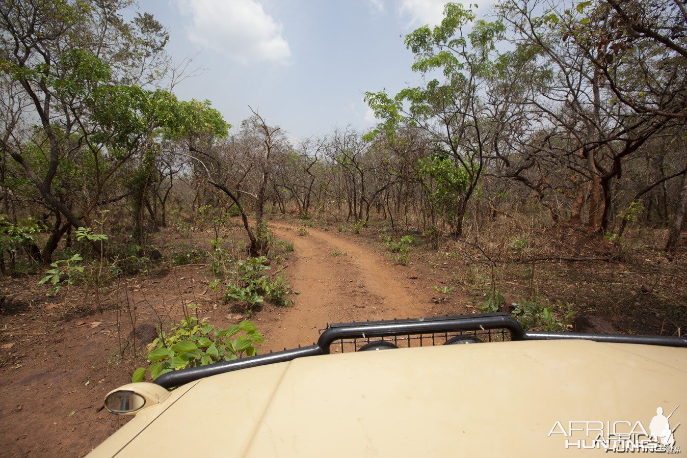 Road through sparse bush