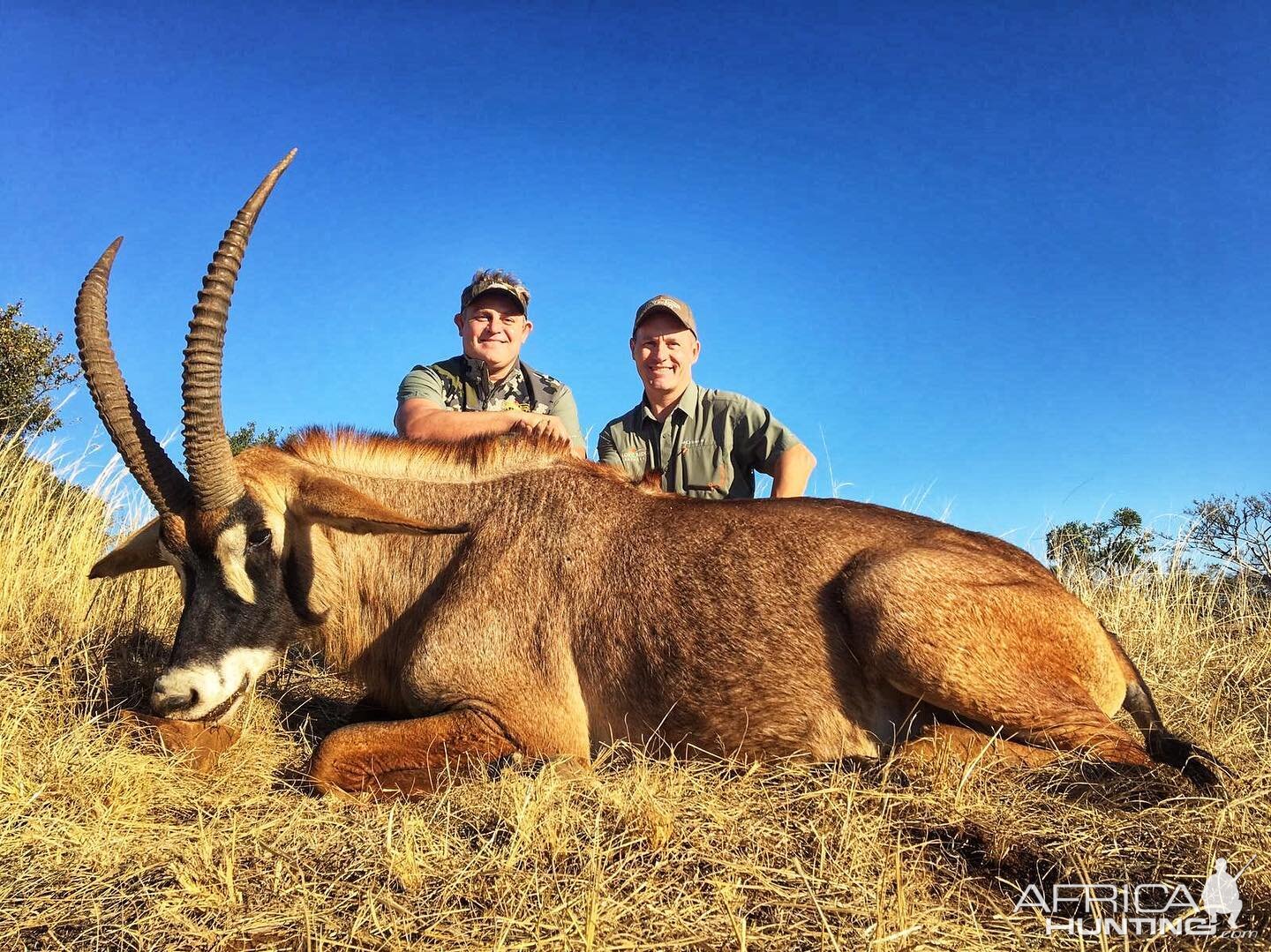 Roan Antelope Hunt South Africa