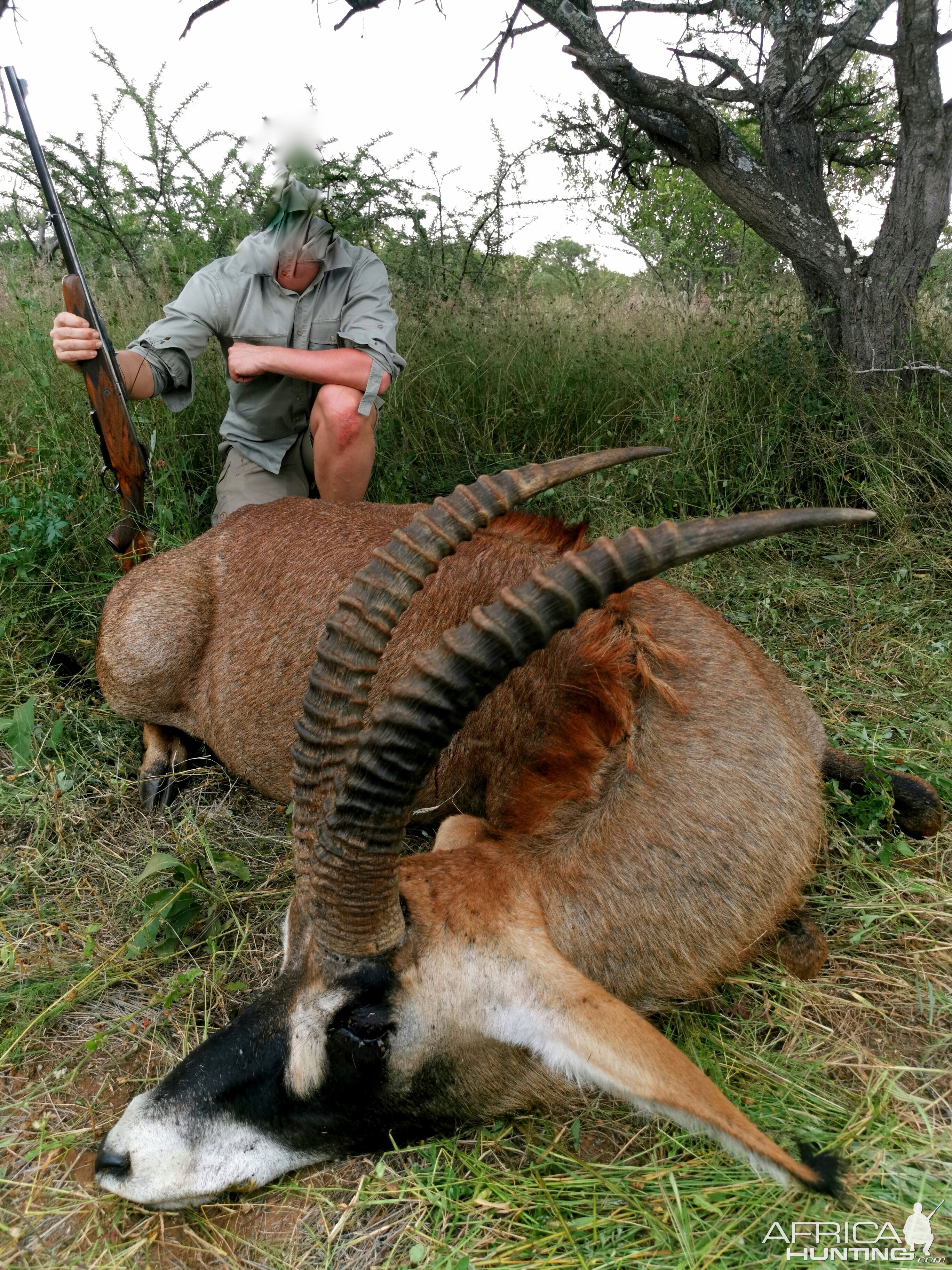 Roan Antelope Hunting South Africa