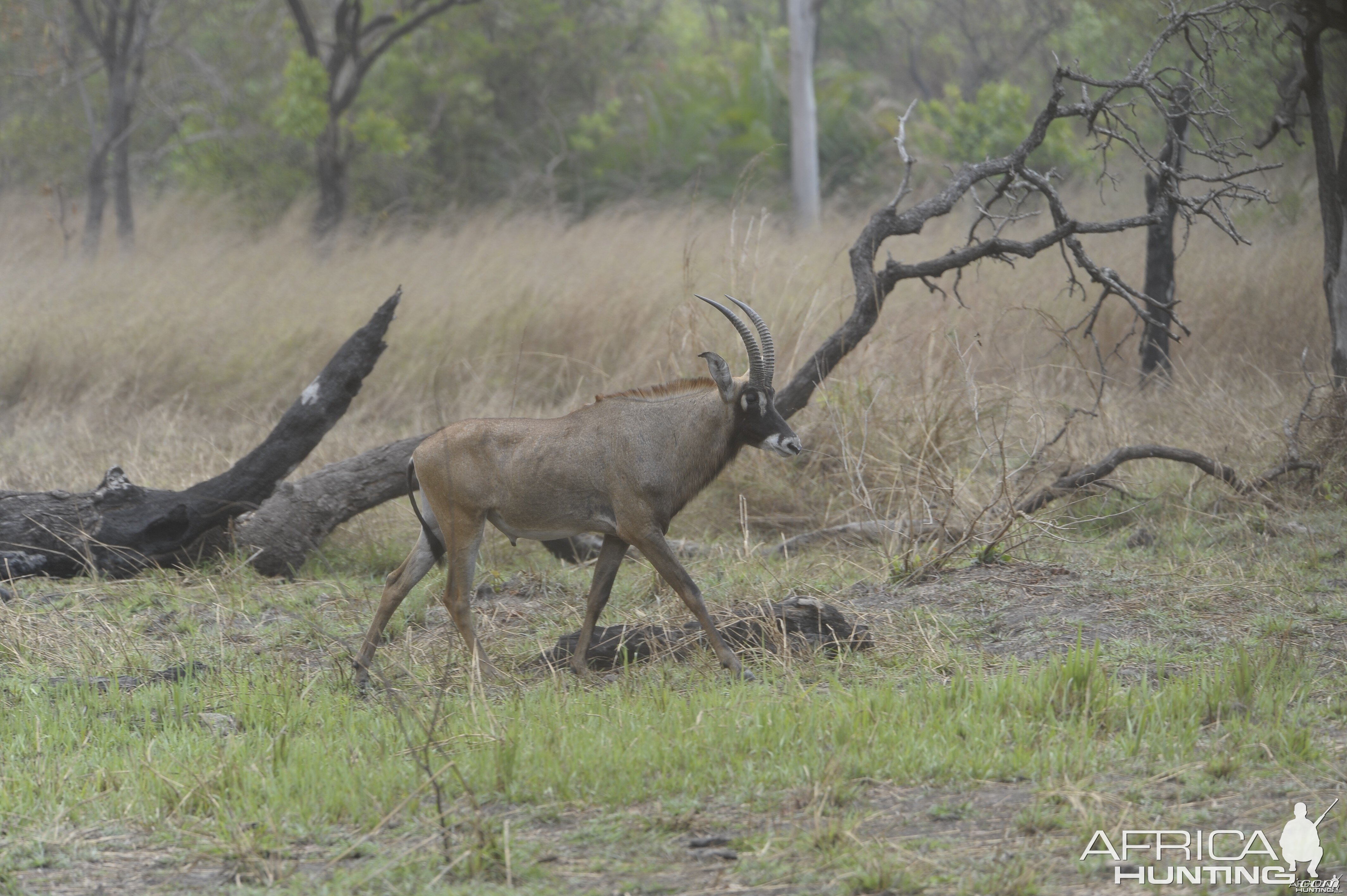 Roan Antelope in Central African Republic