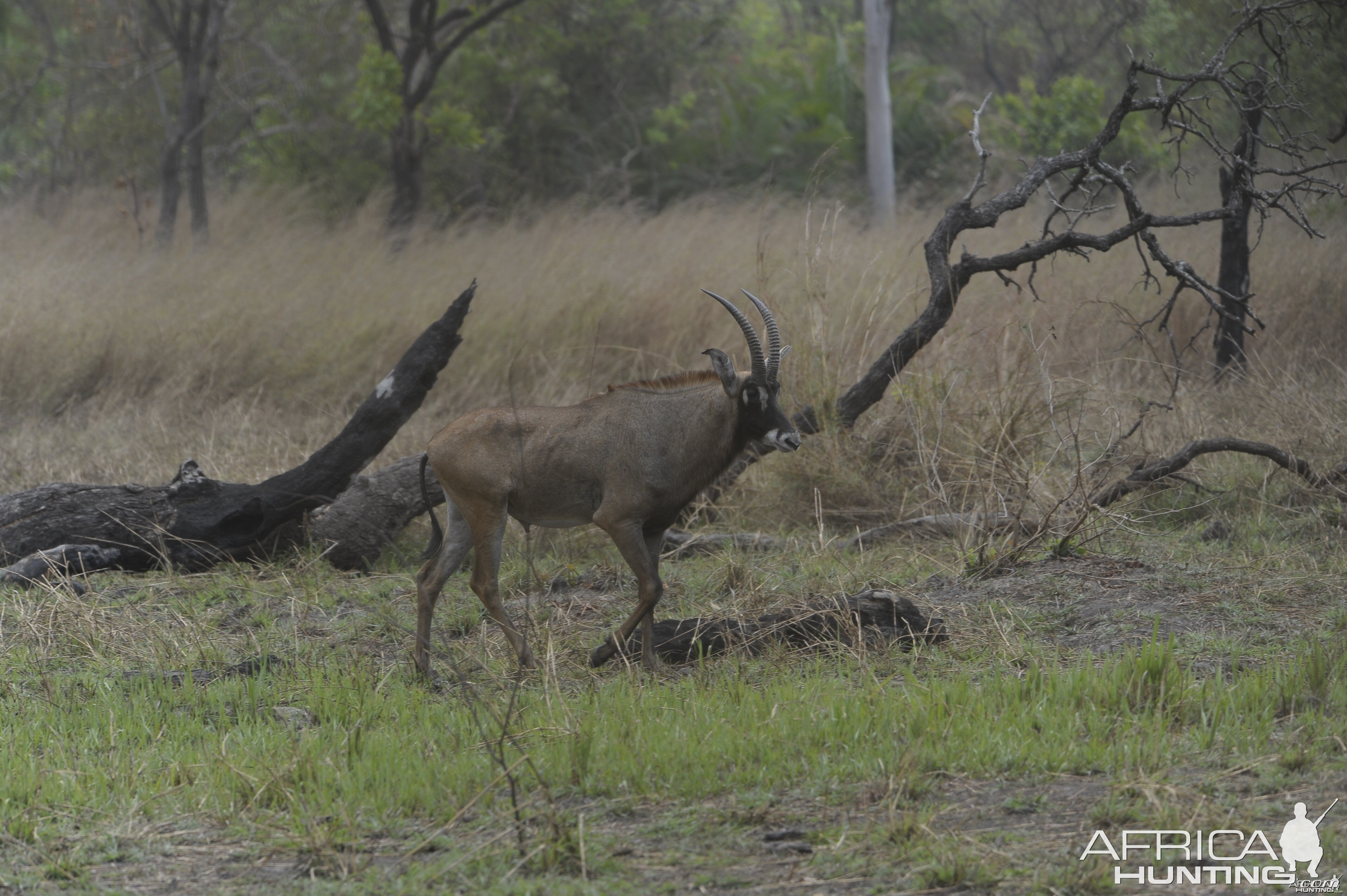 Roan Antelope in Central African Republic