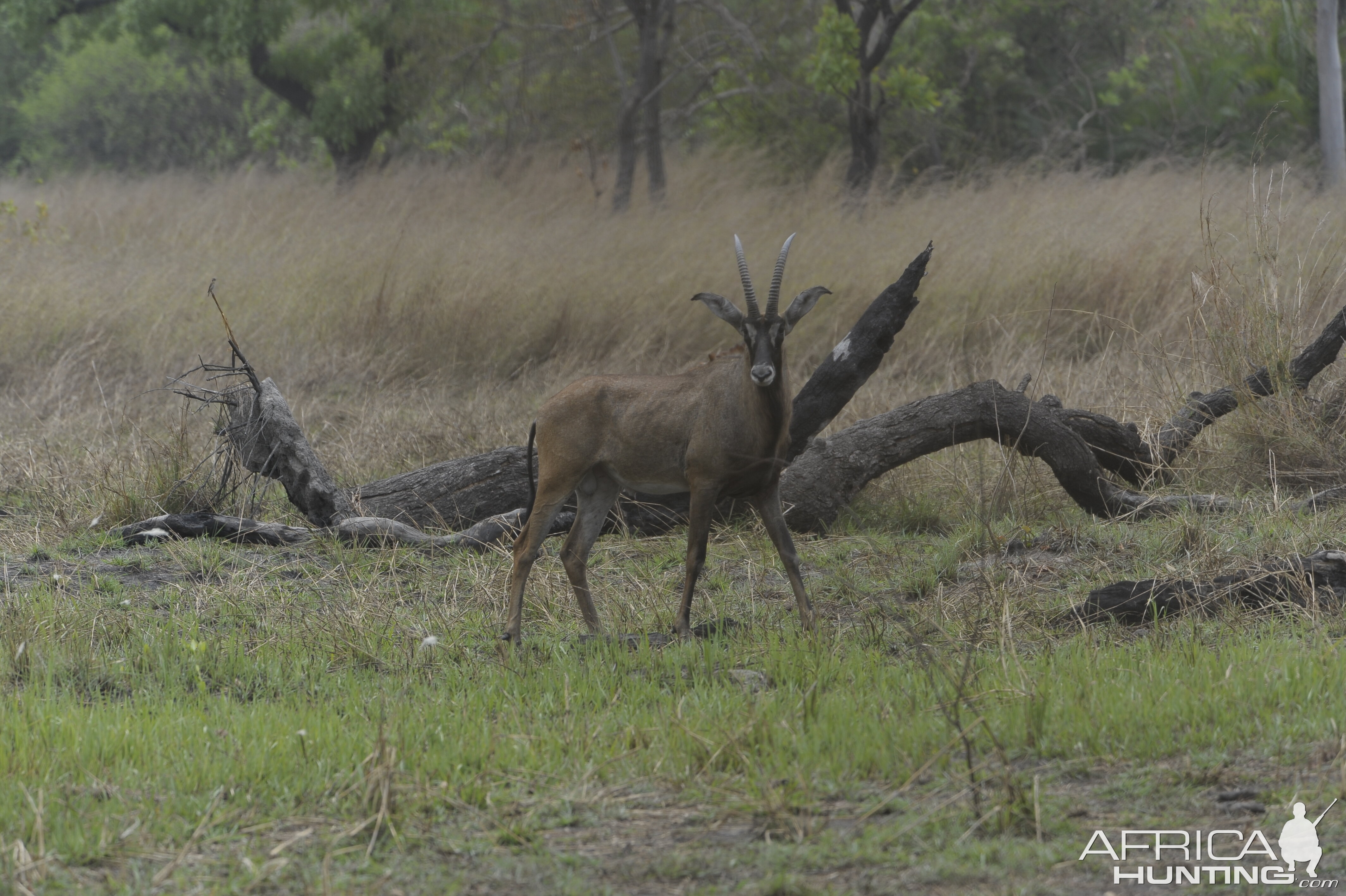 Roan Antelope in Central African Republic