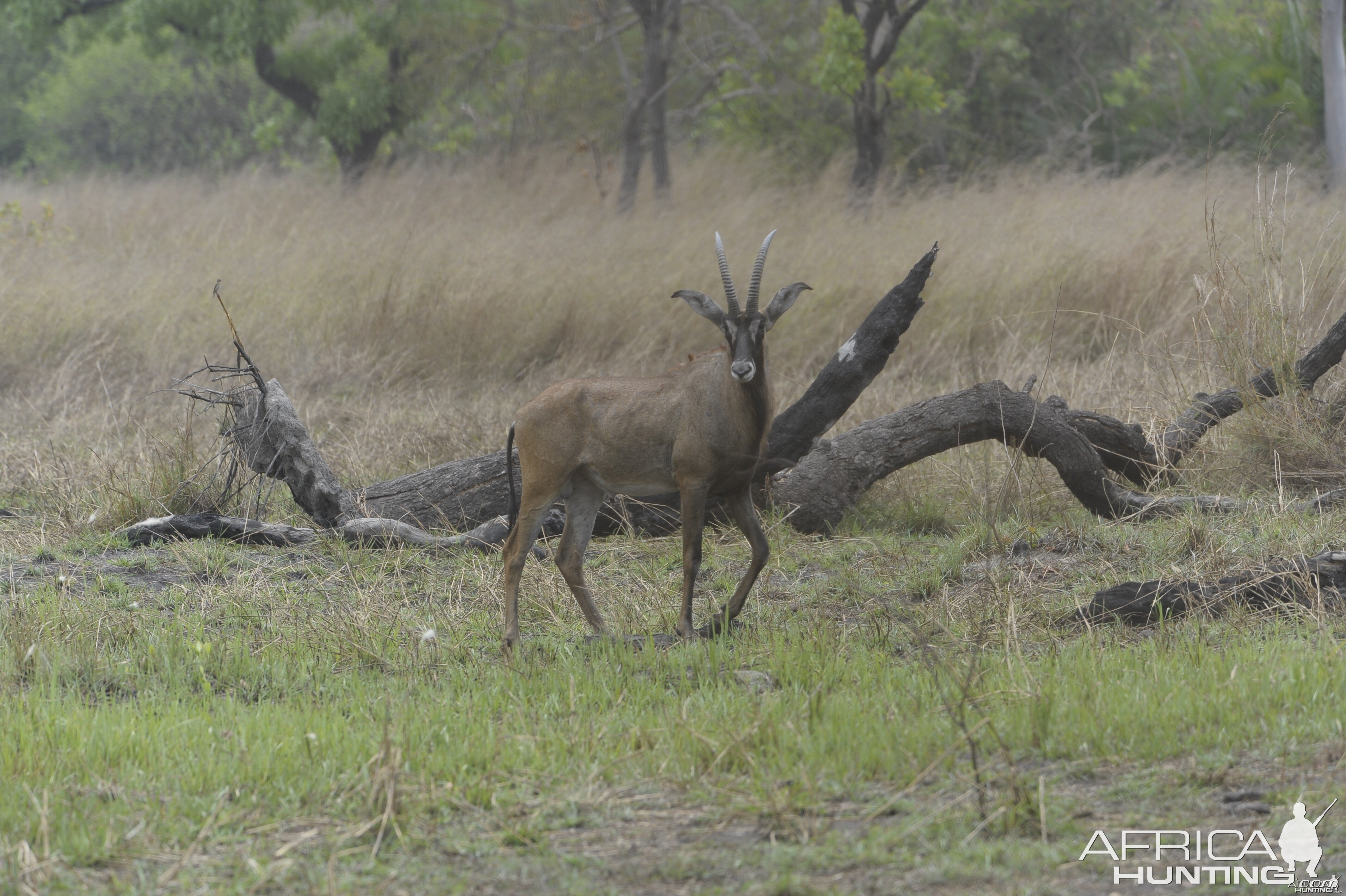 Roan Antelope in Central African Republic