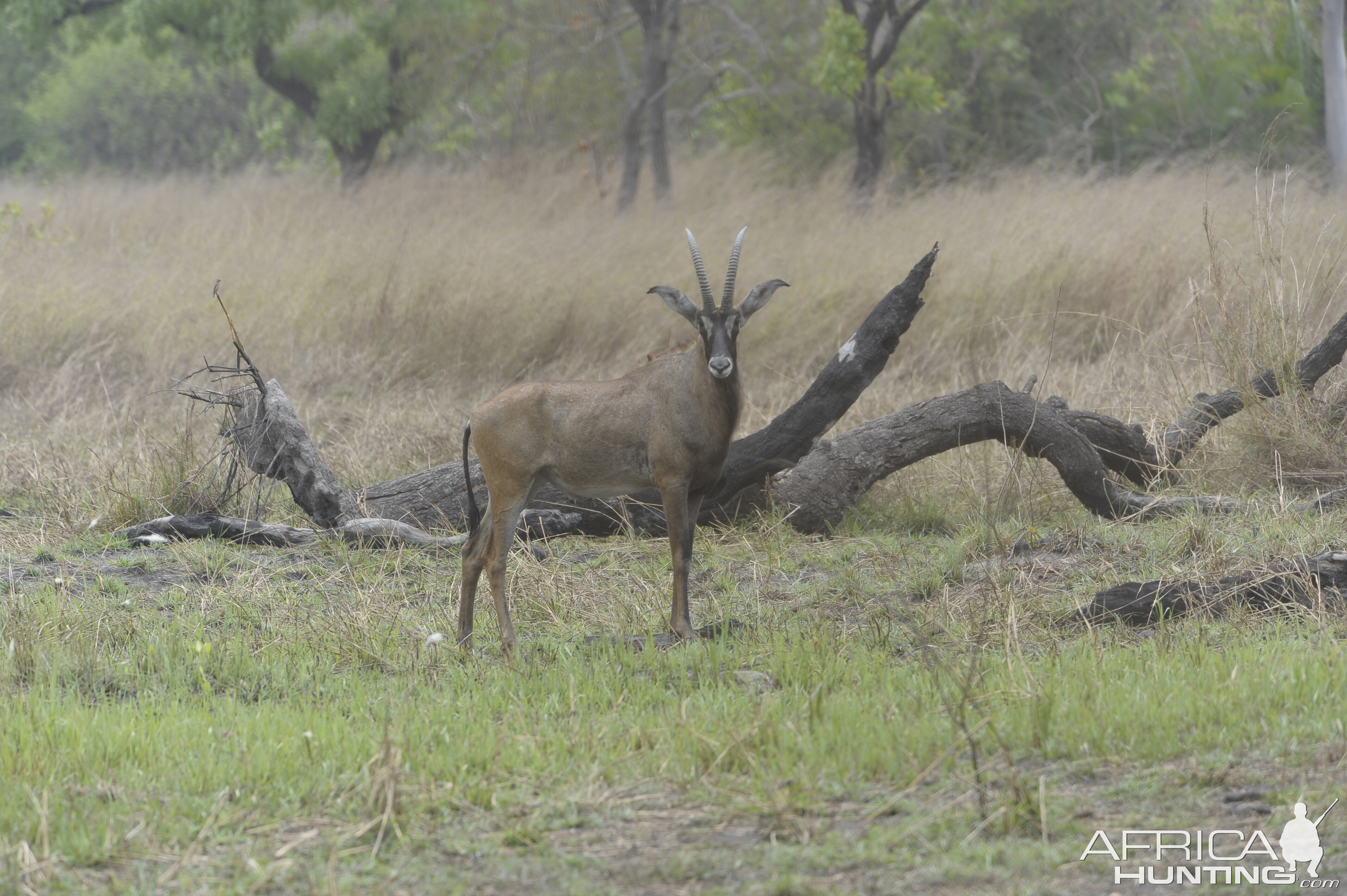 Roan Antelope in Central African Republic