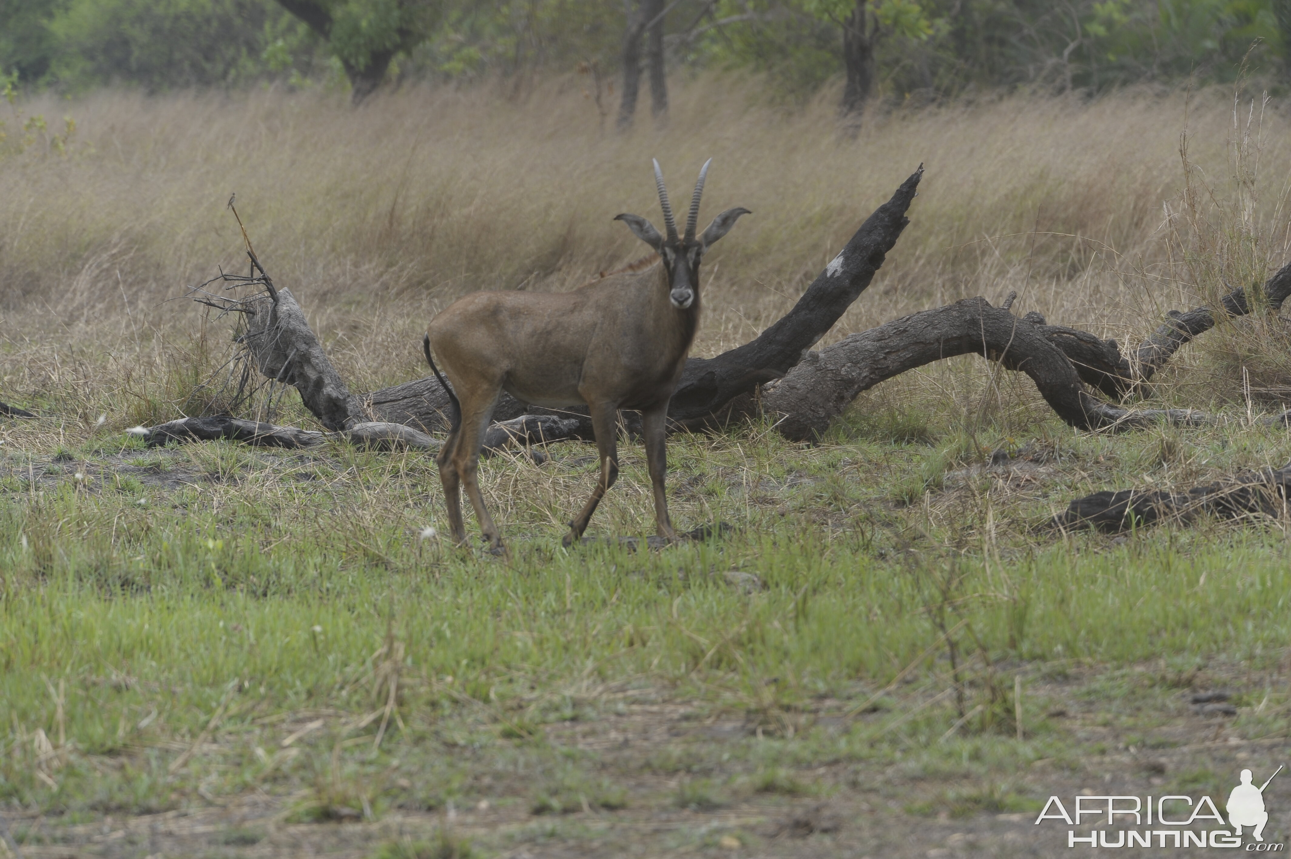 Roan Antelope in Central African Republic