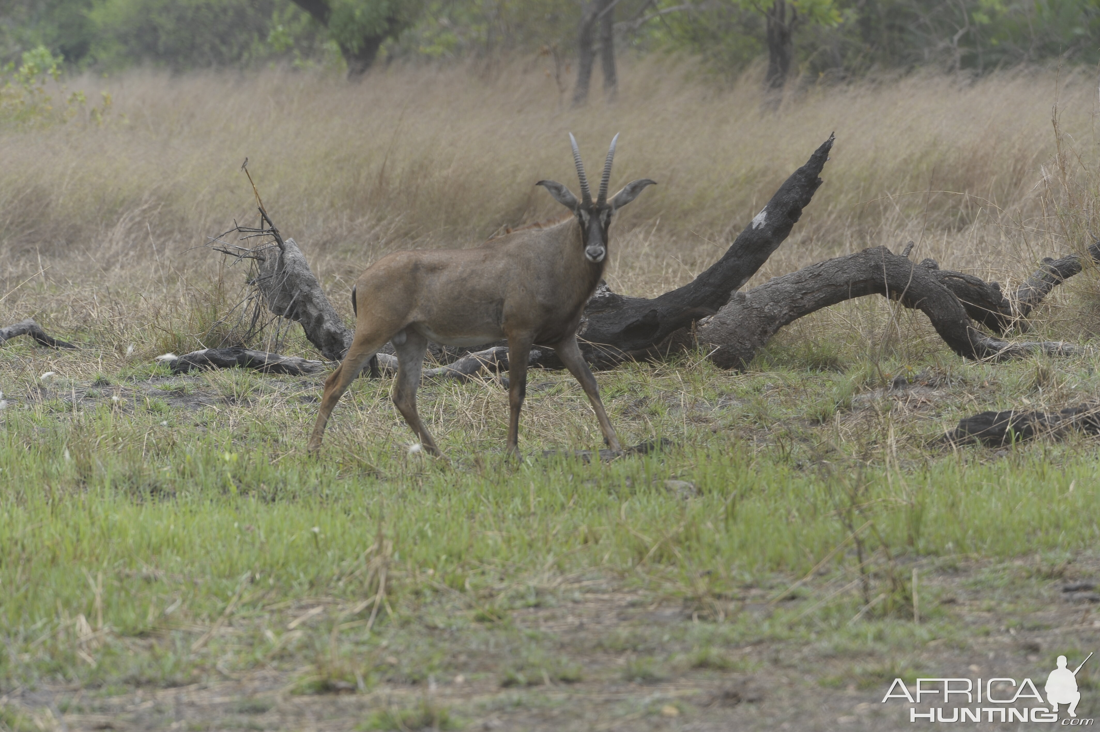 Roan Antelope in Central African Republic