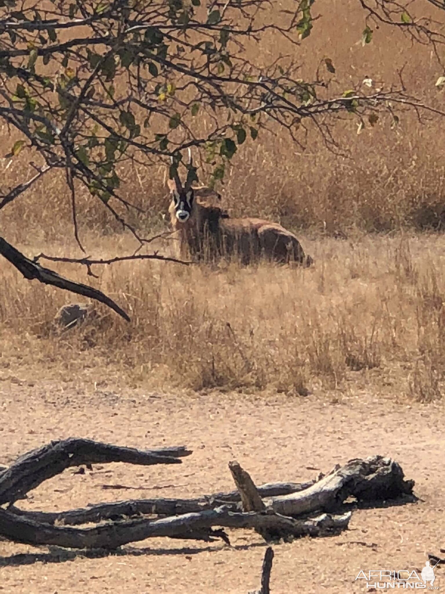 Roan Antelope in Zambia