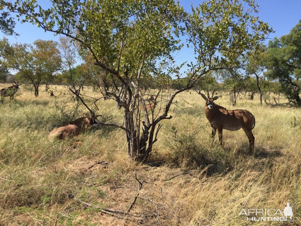 Roan Antelope South Africa