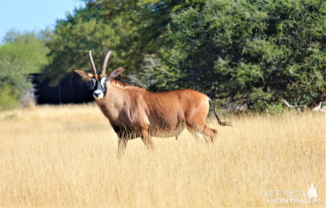 Roan Antelope South Africa