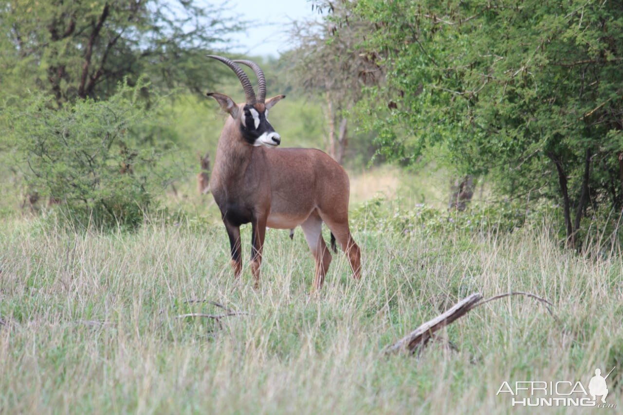 Roan Antelope South Africa