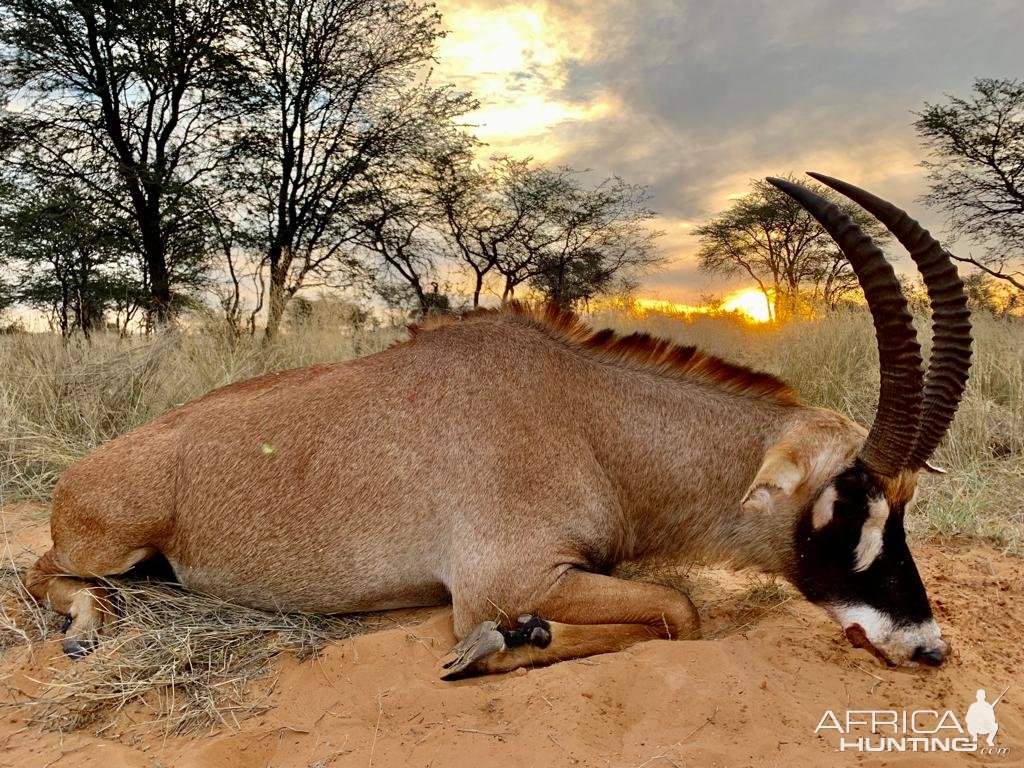 Roan antelope