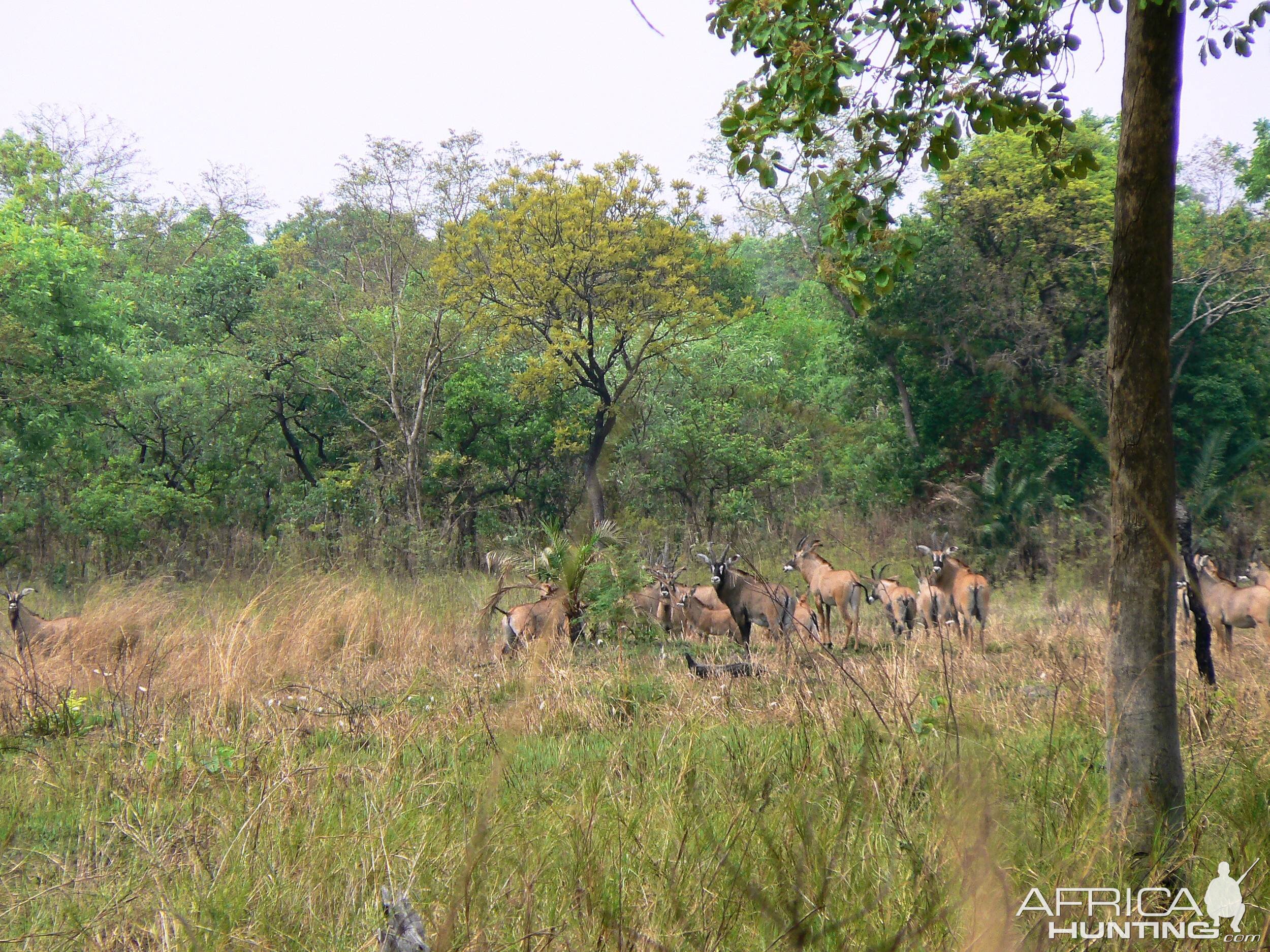 Roan Antelope