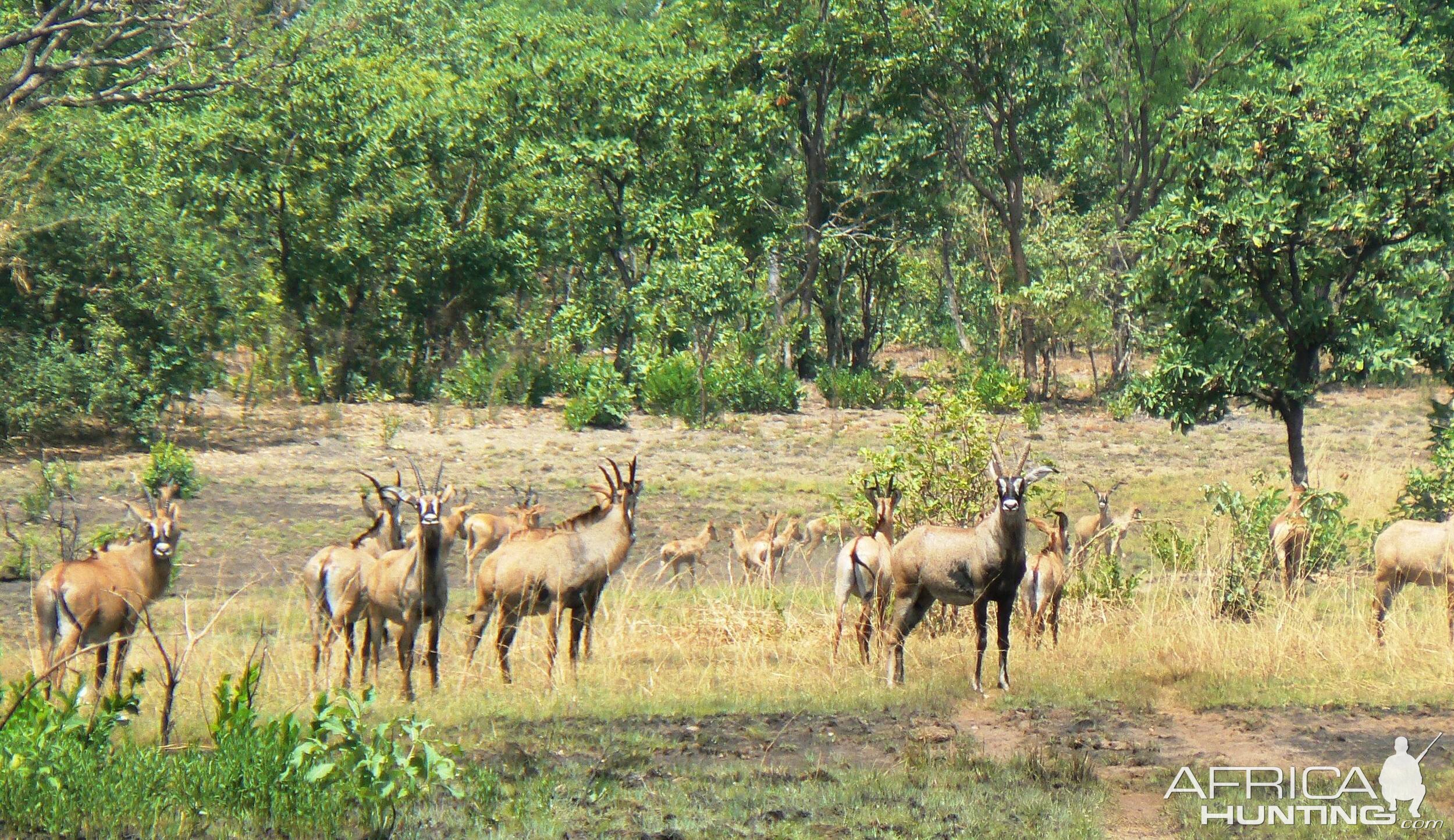 Roan Antelope