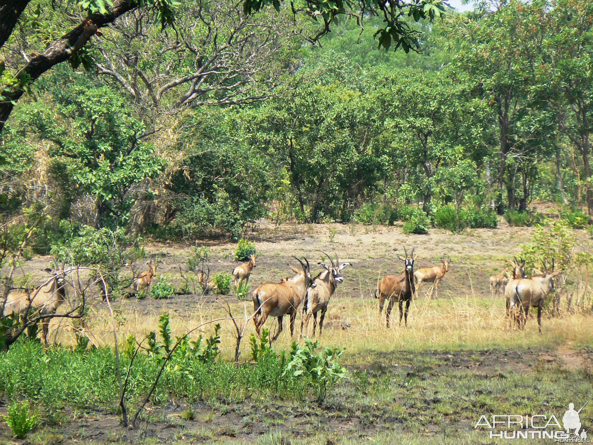 Roan Antelope