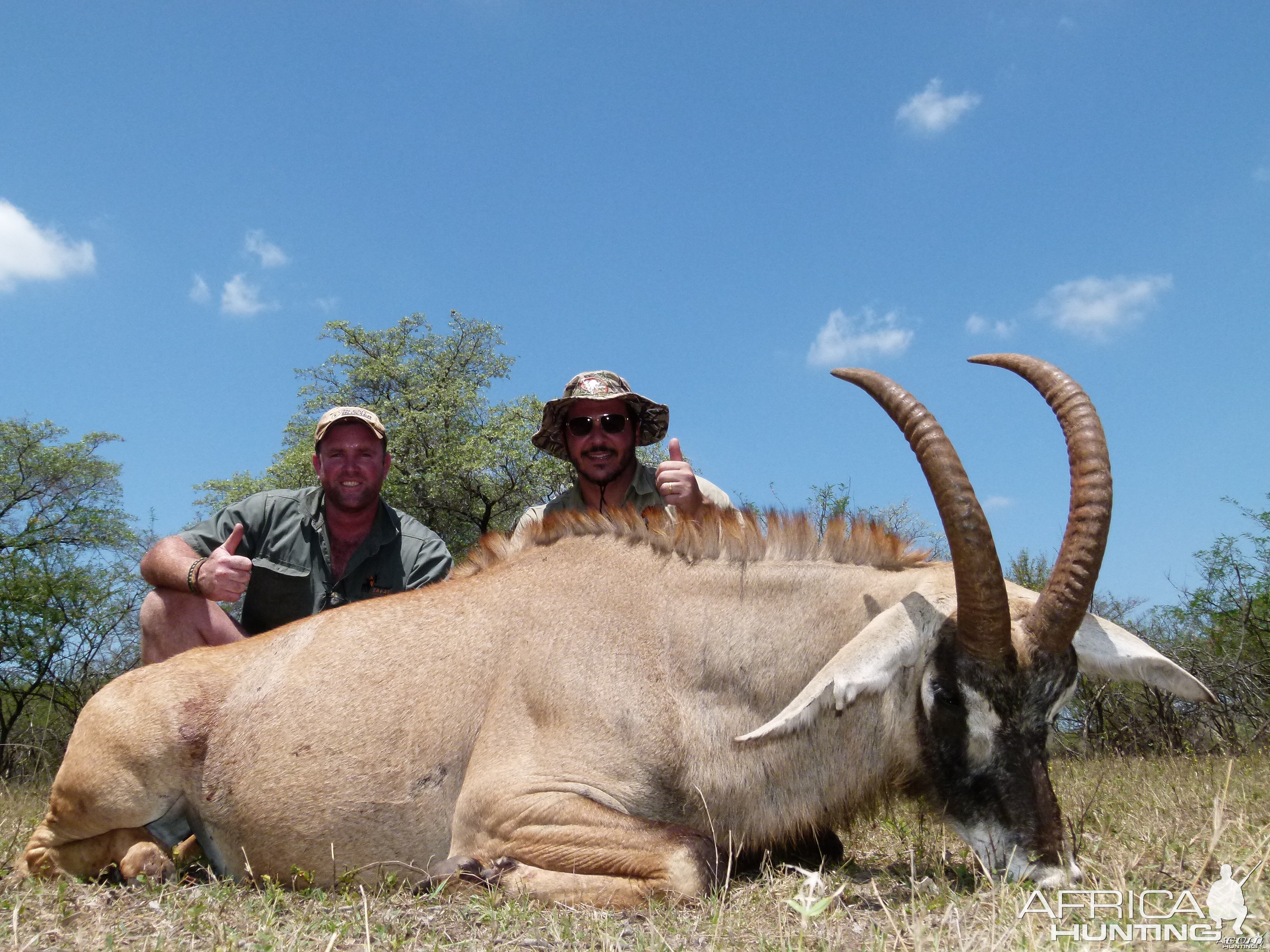 Roan Antelope