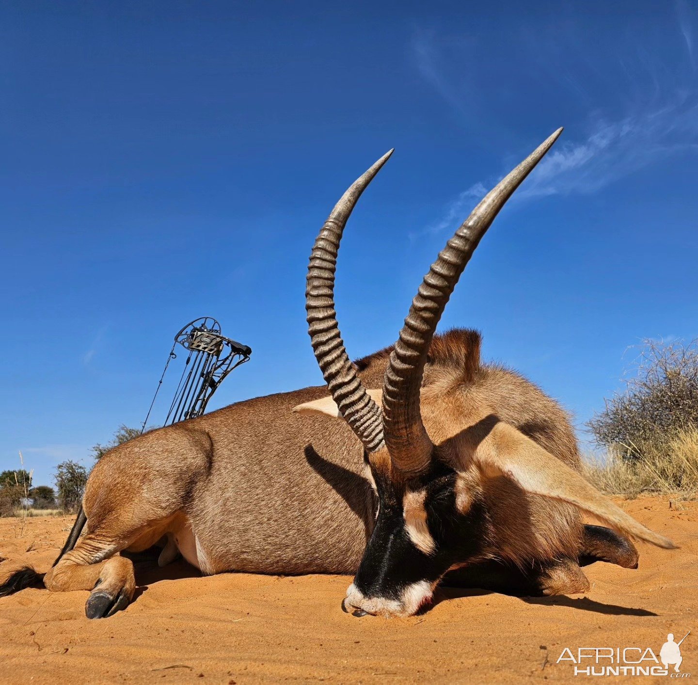 Roan Bow Hunting Kalahari South Africa