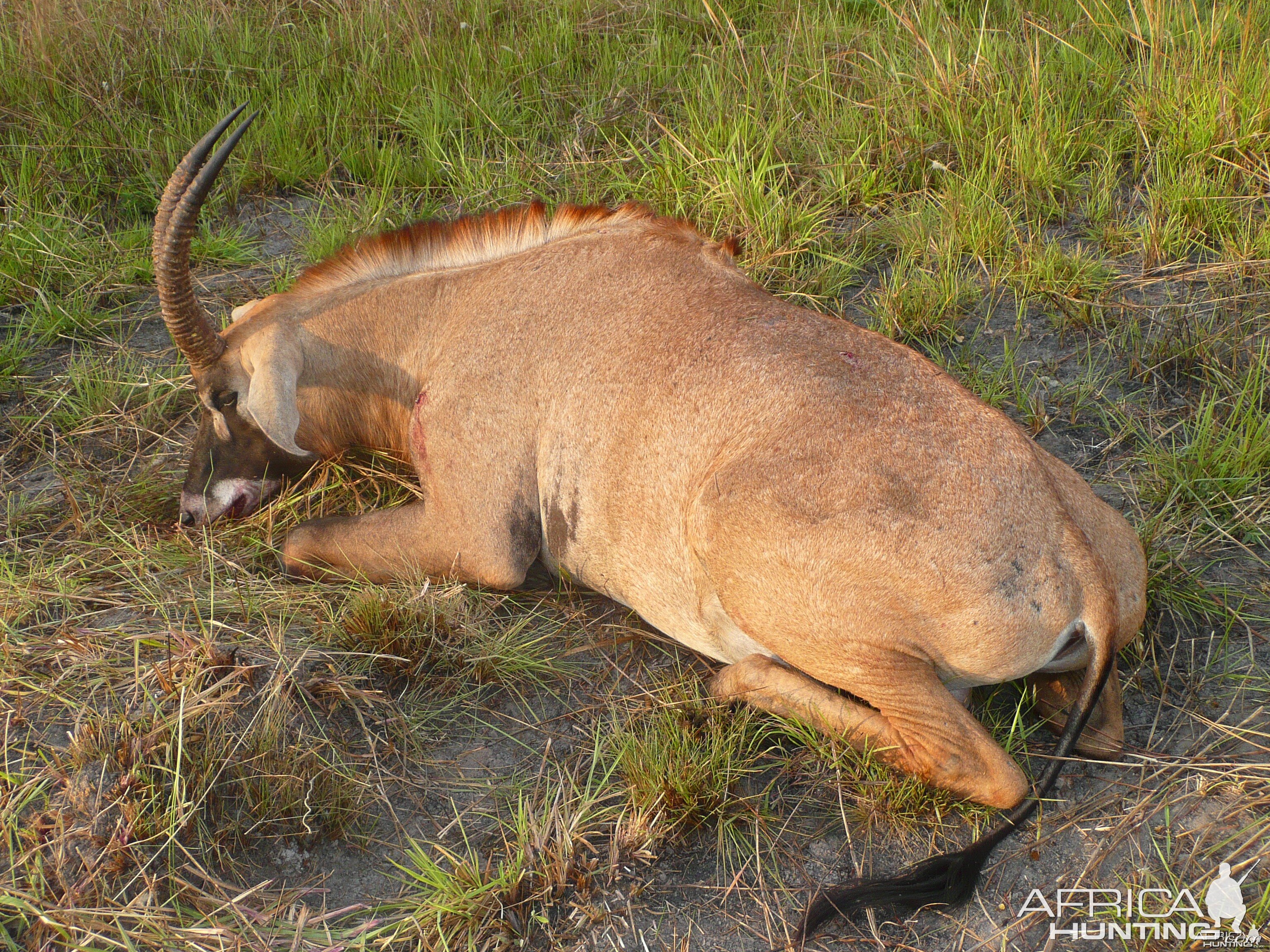 Roan bull 26' inches hunted in Central African Republic