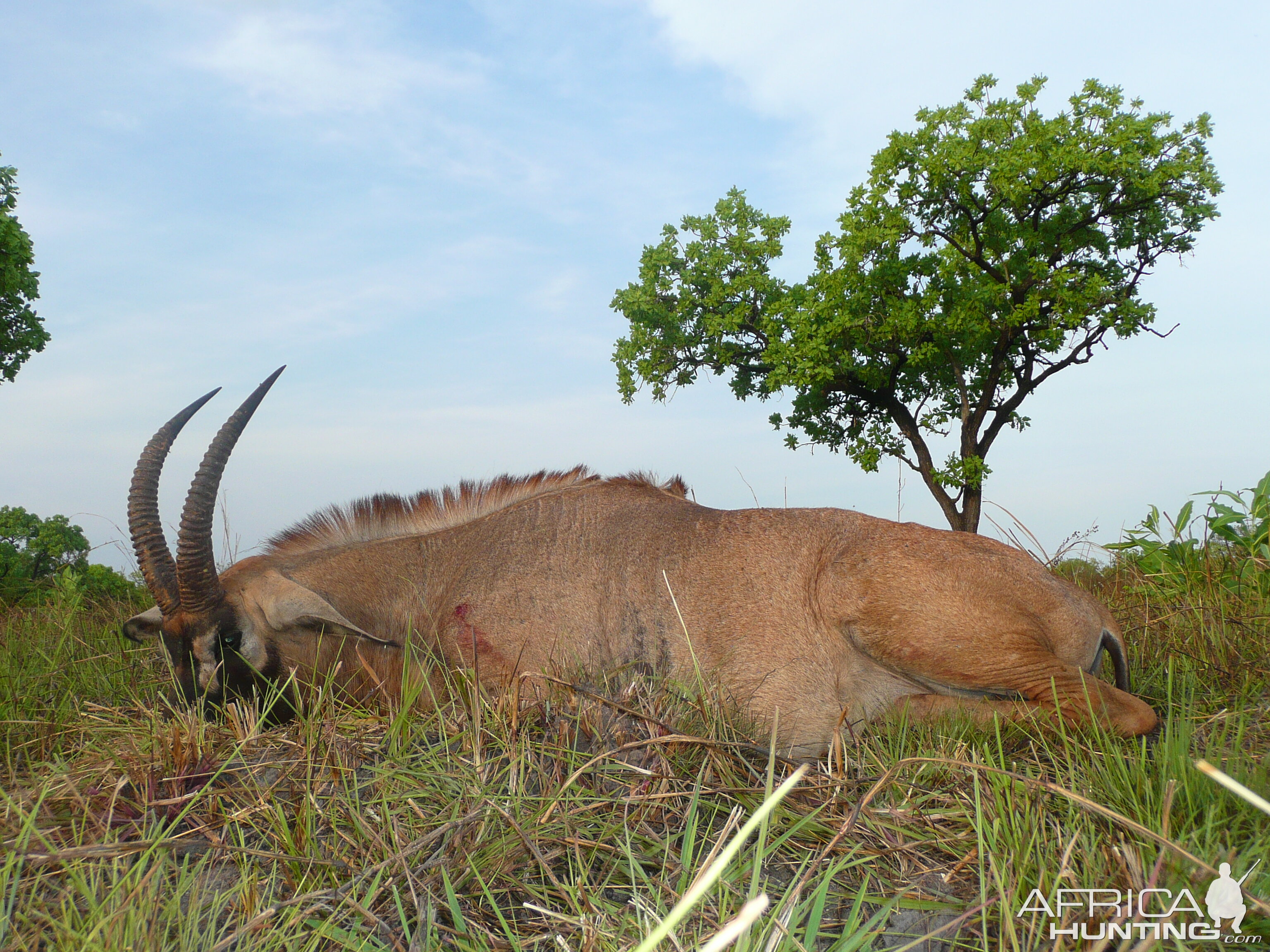 Roan bull 26' inches hunted in Central African Republic