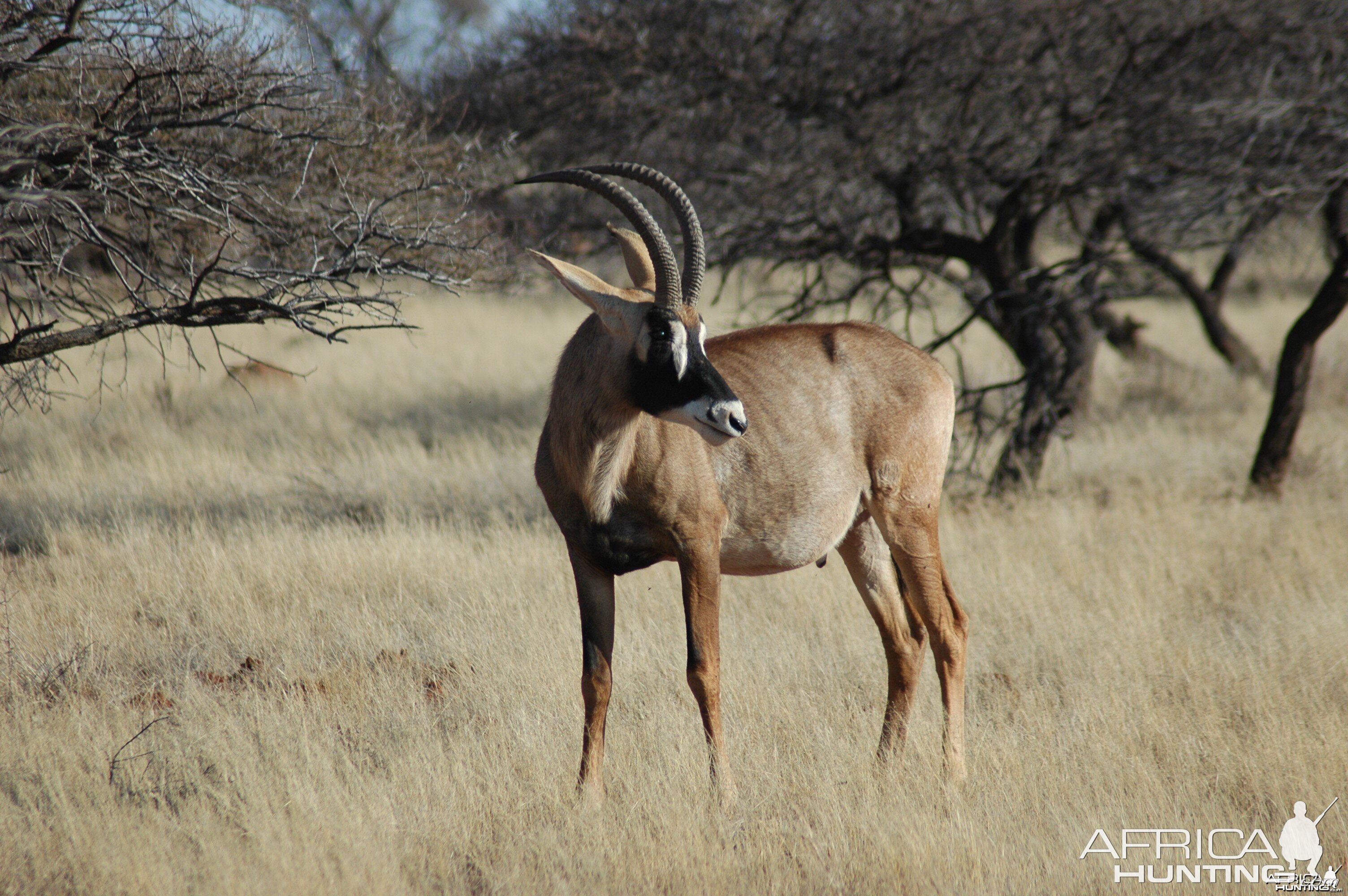 Roan bull at Wintershoek