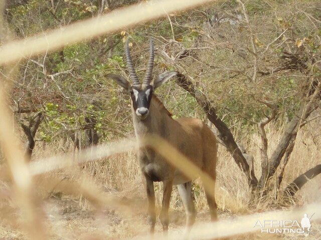 Roan Burkina Faso