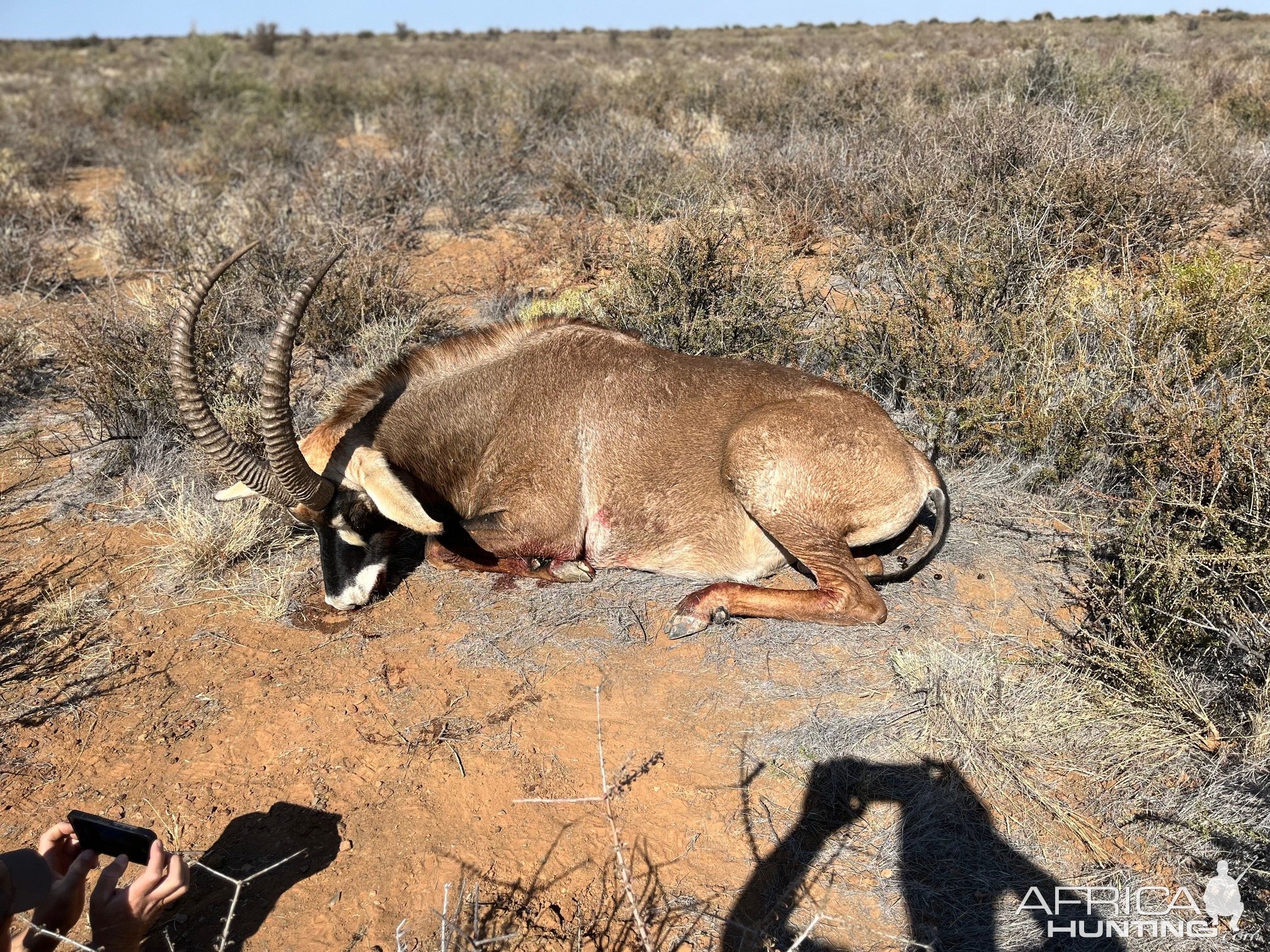 Roan Hunt Eastern Cape South Africa