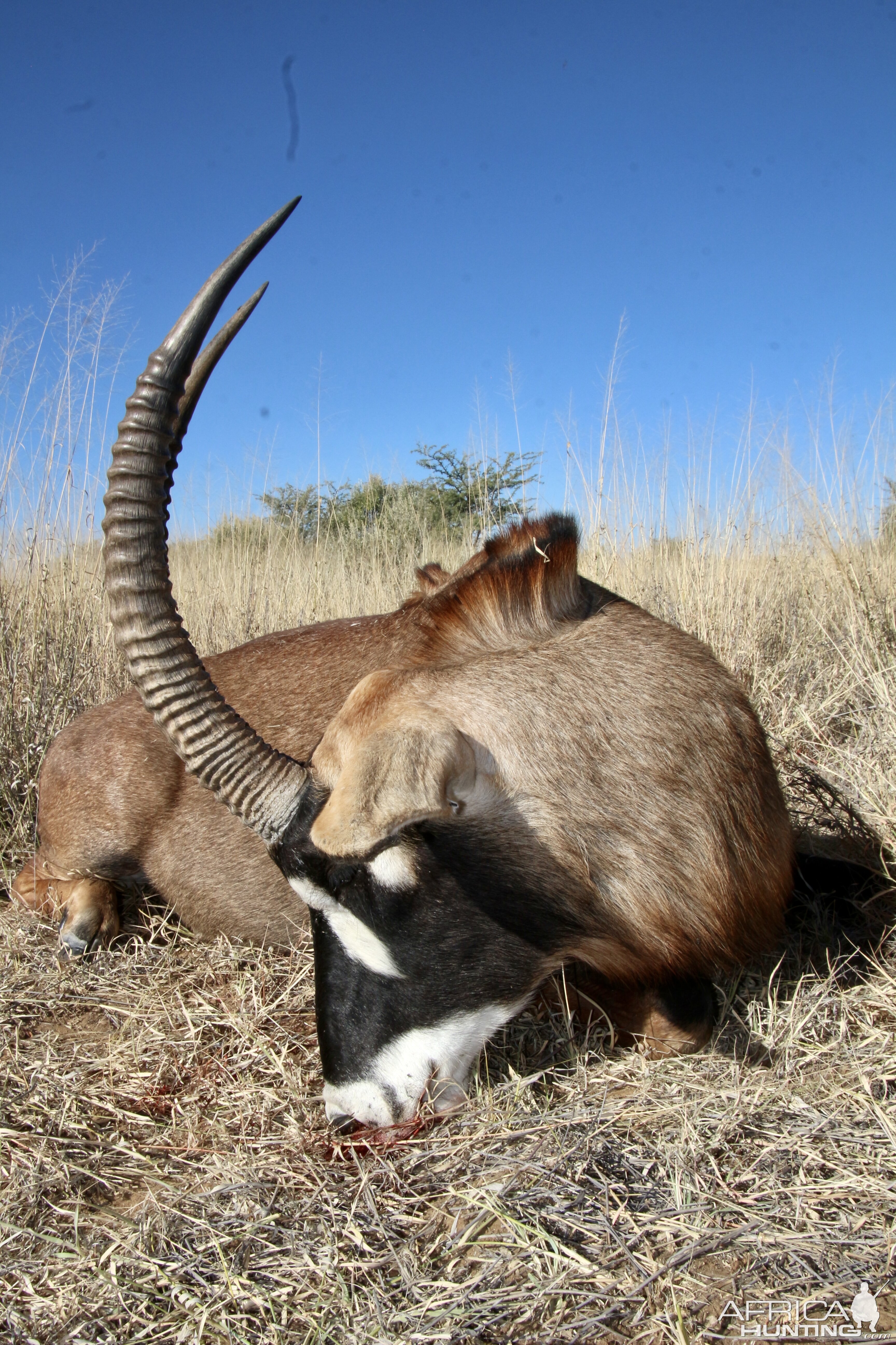 Roan Hunt Namibia