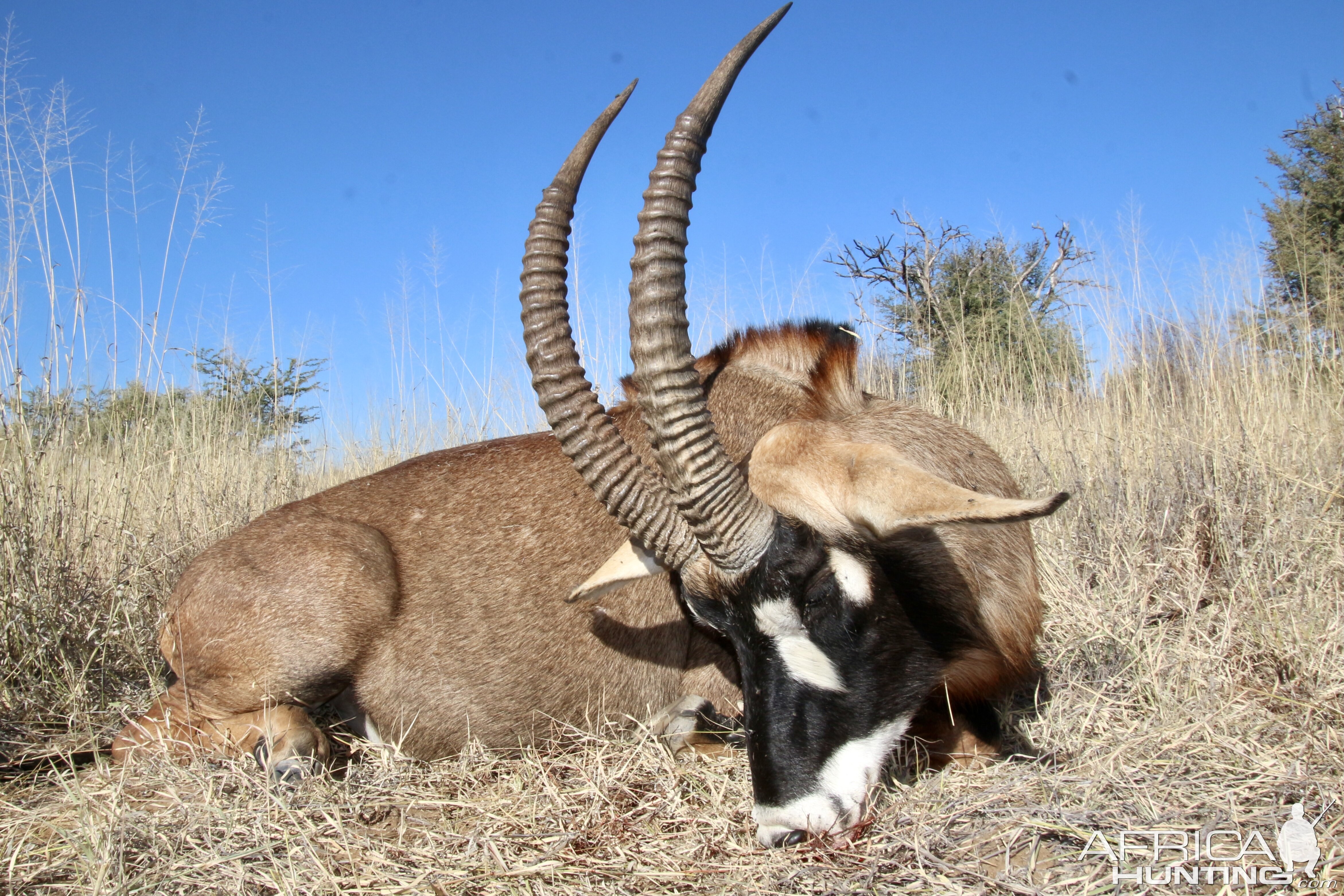 Roan hunted in Namibia with Zana Botes Safari.jpeg