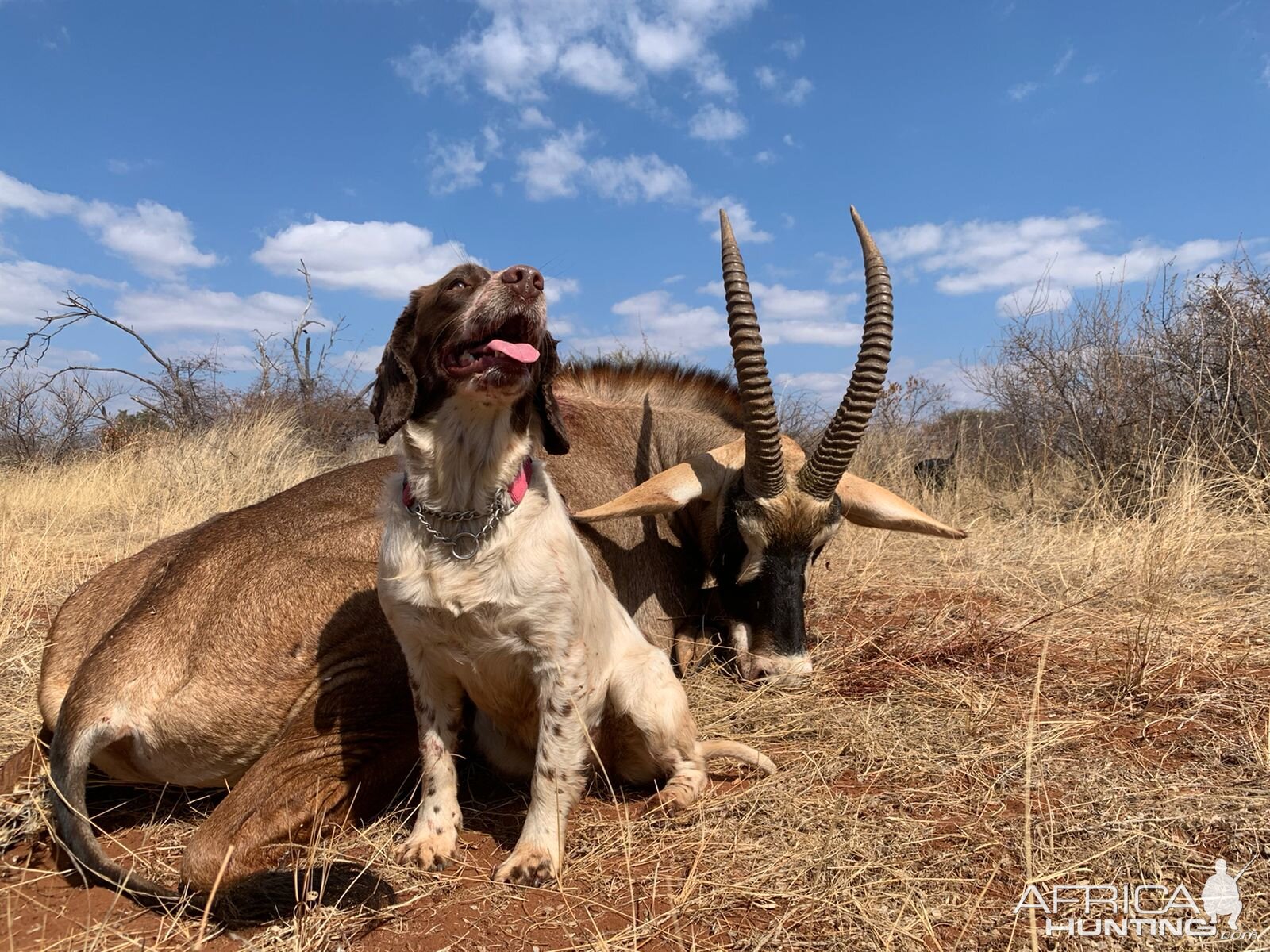 Roan Hunting Limpopo Povince South Africa