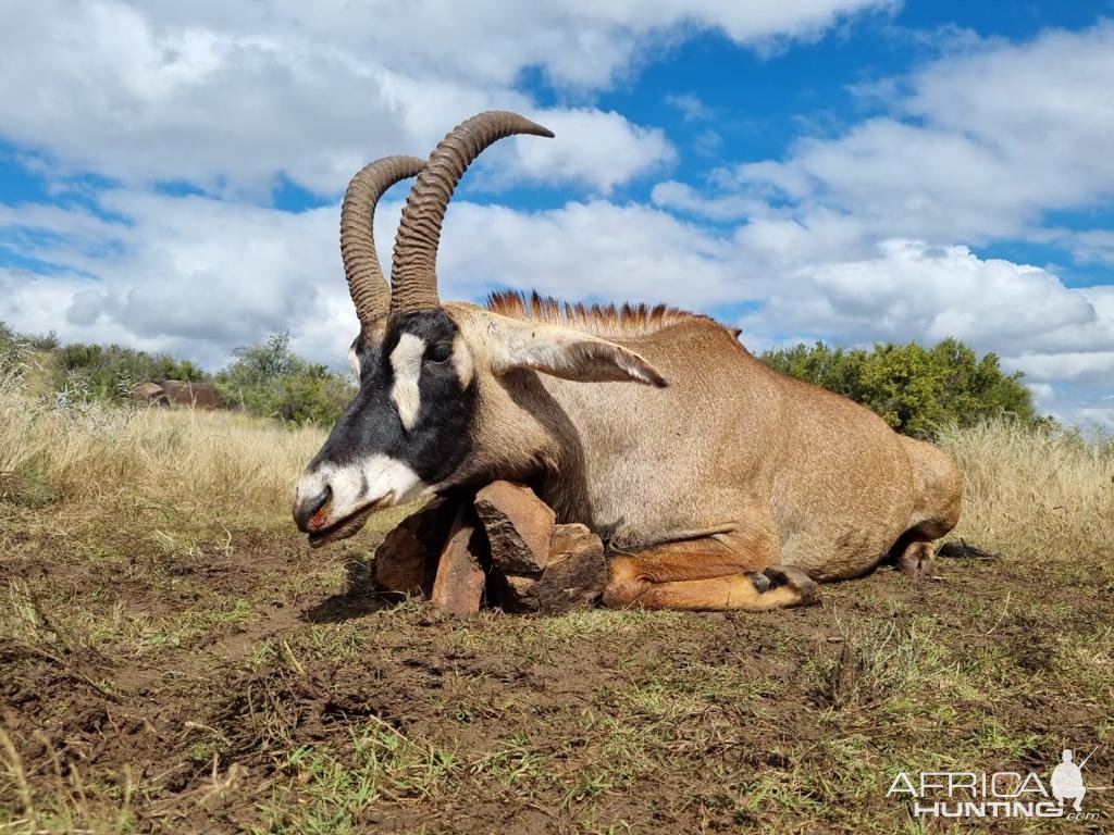 Roan Hunting South Africa