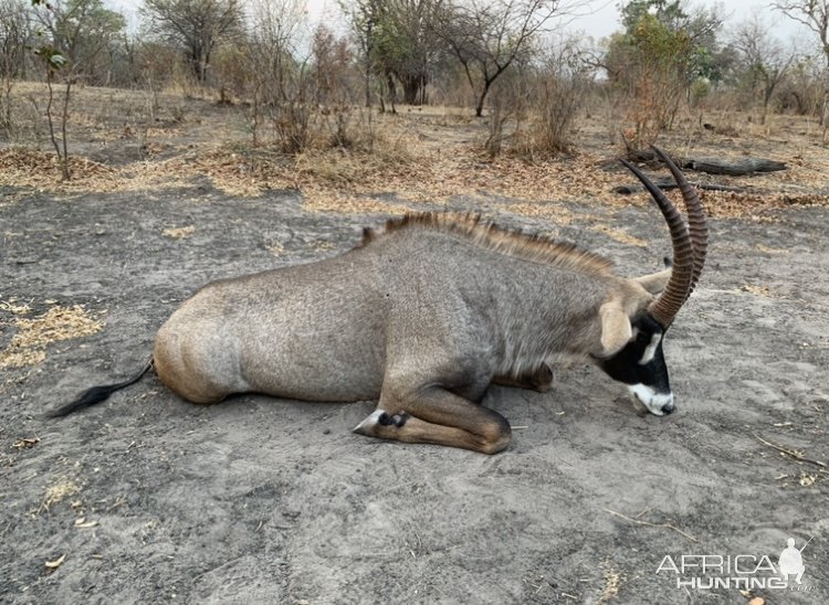 Roan Hunting  Zimbabwe