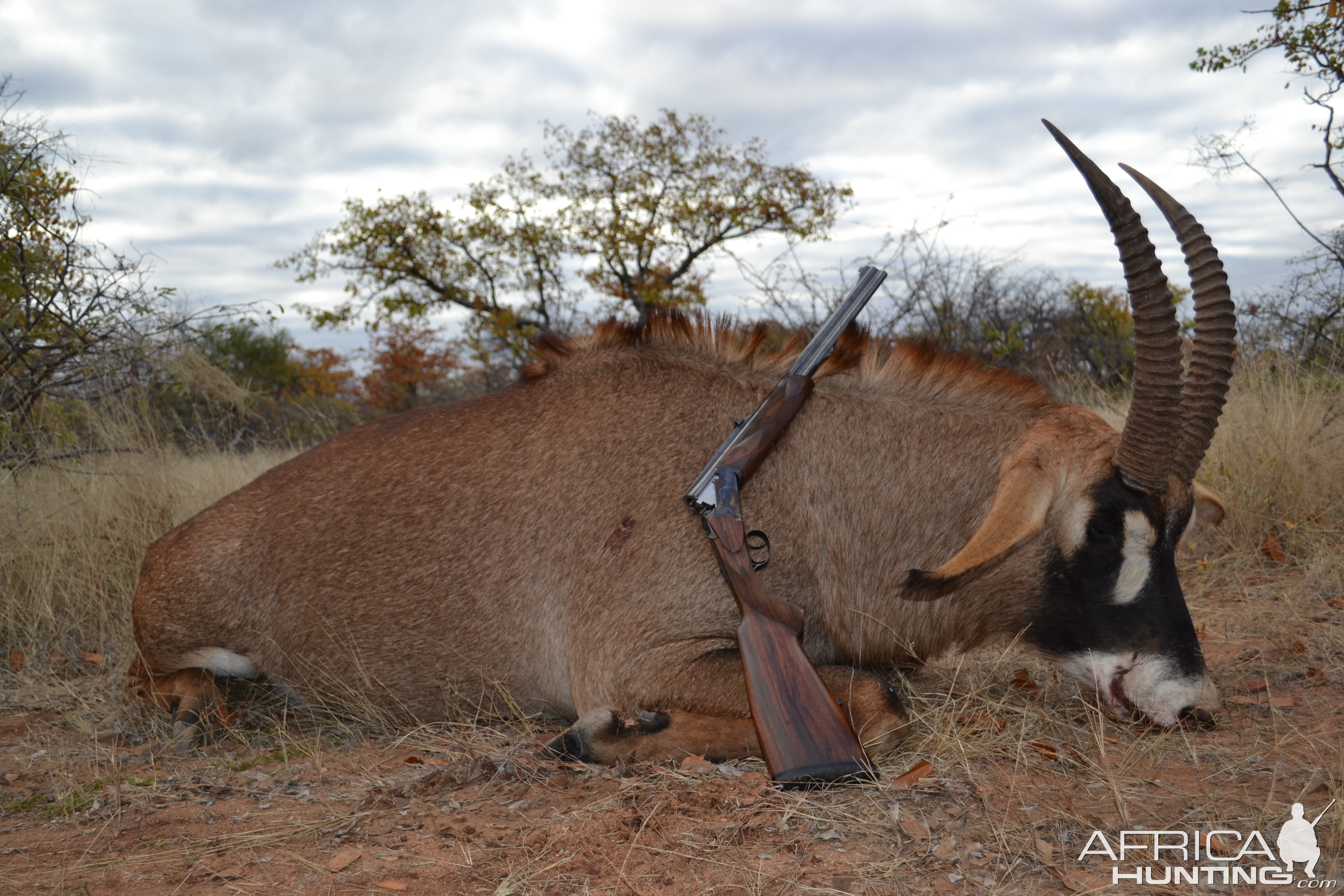 Roan Hunting