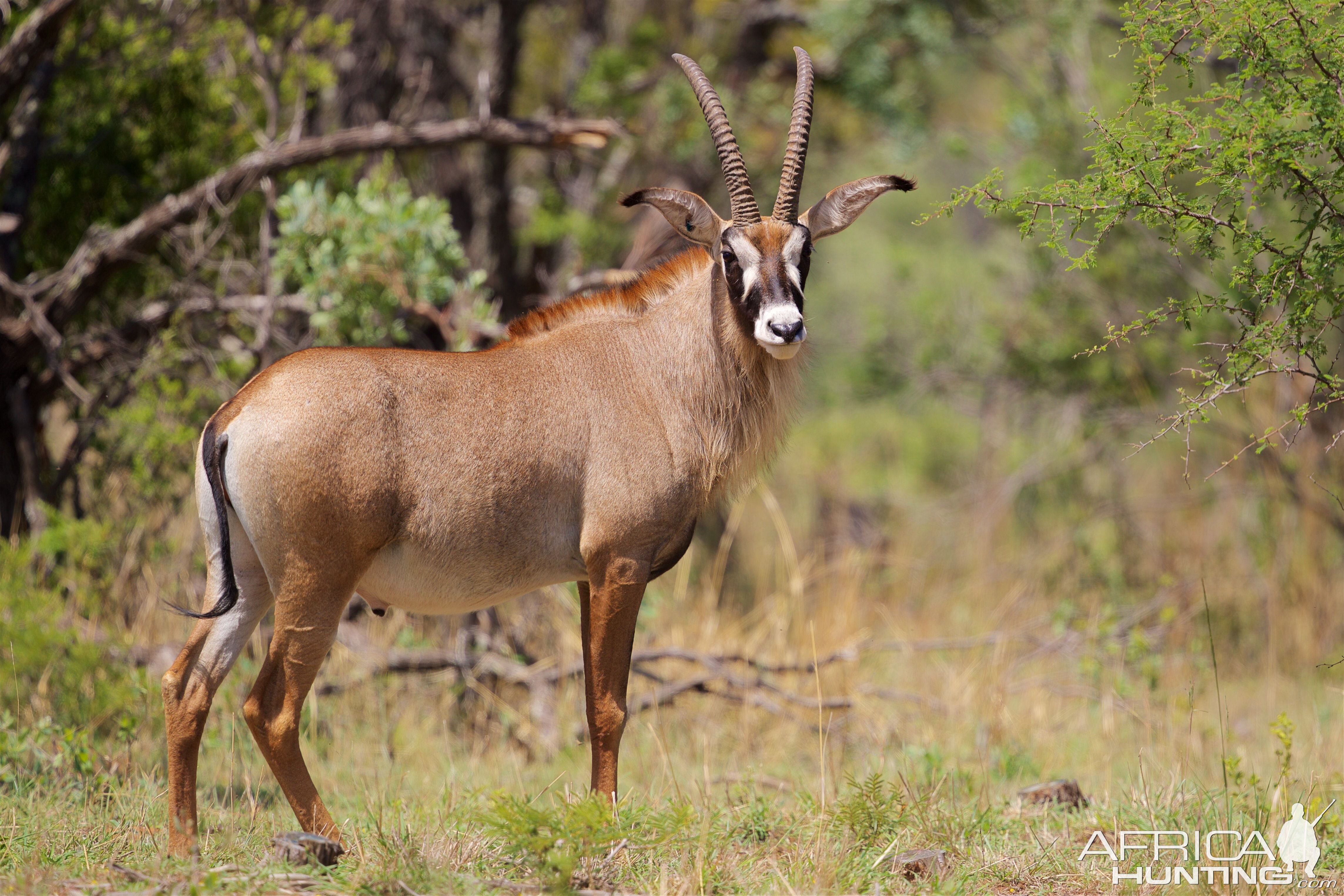 Roan in South Africa