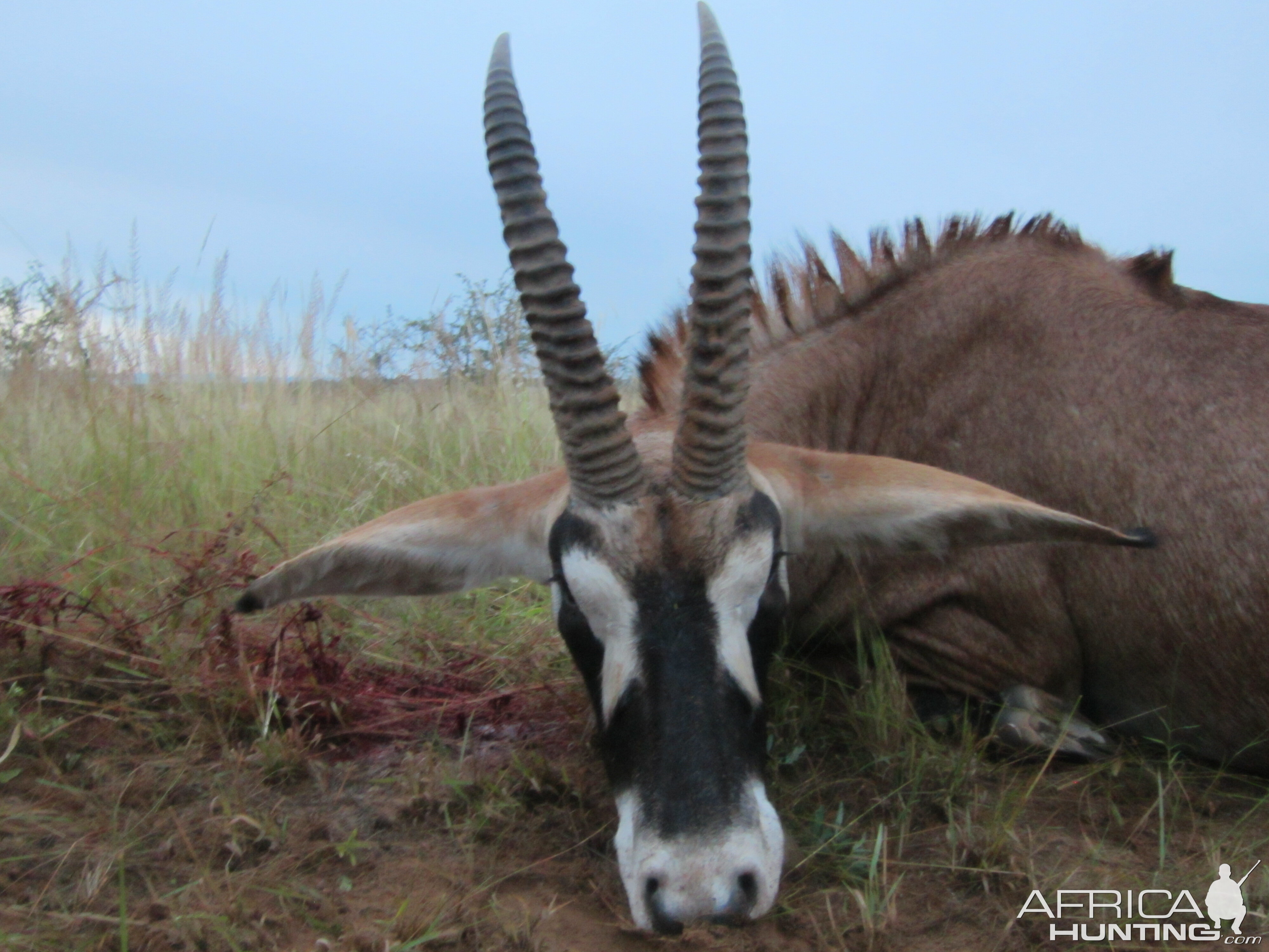 Roan Limpopo