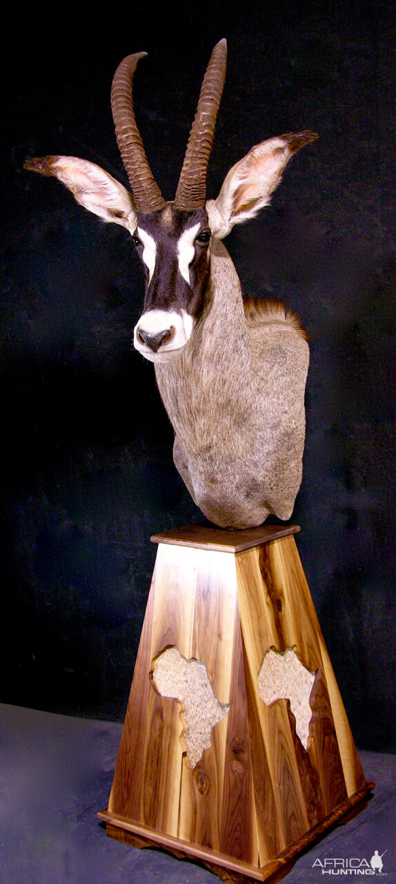 Roan Pedestal Mount Taxidermy